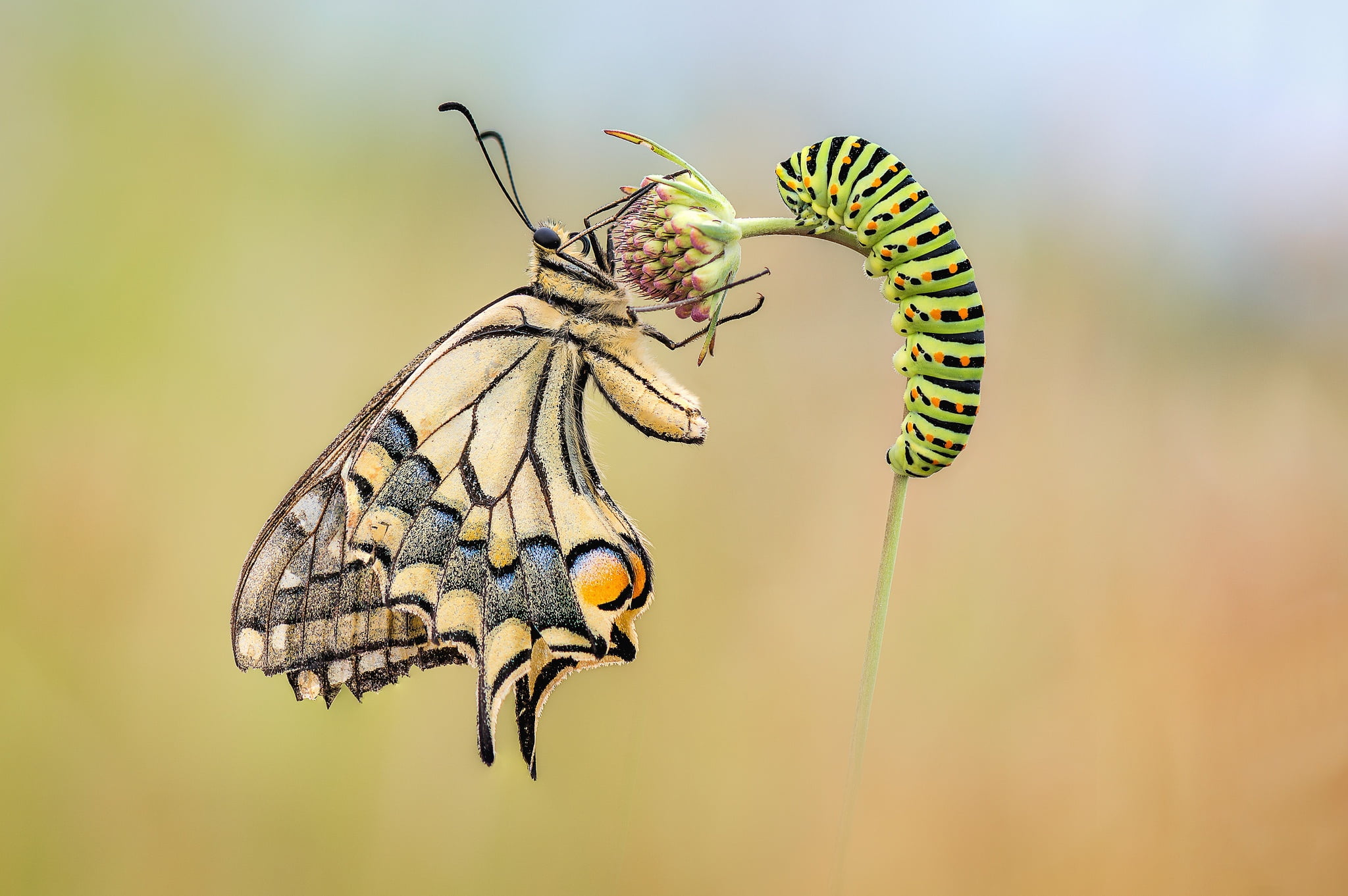Caterpillar, Insect, Macro, Butterfly, 1080P, Animal, HD Wallpaper