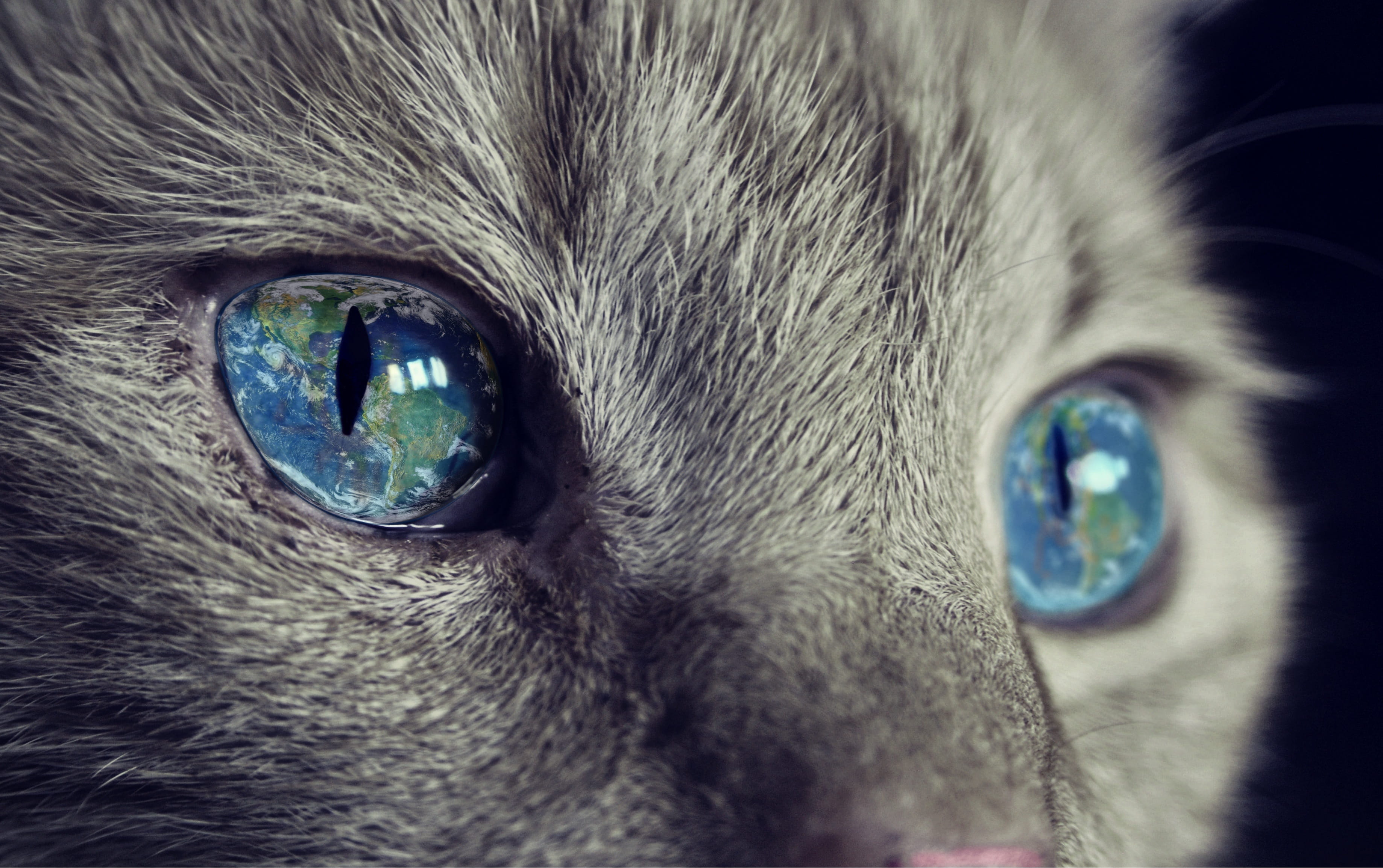 close-up, imagination, animal, whisker, sweet, pets, no people, eye, mammal, cat, domestic animals, world, 2K, animal eye, earthmoving, portrait, one animal, HD Wallpaper