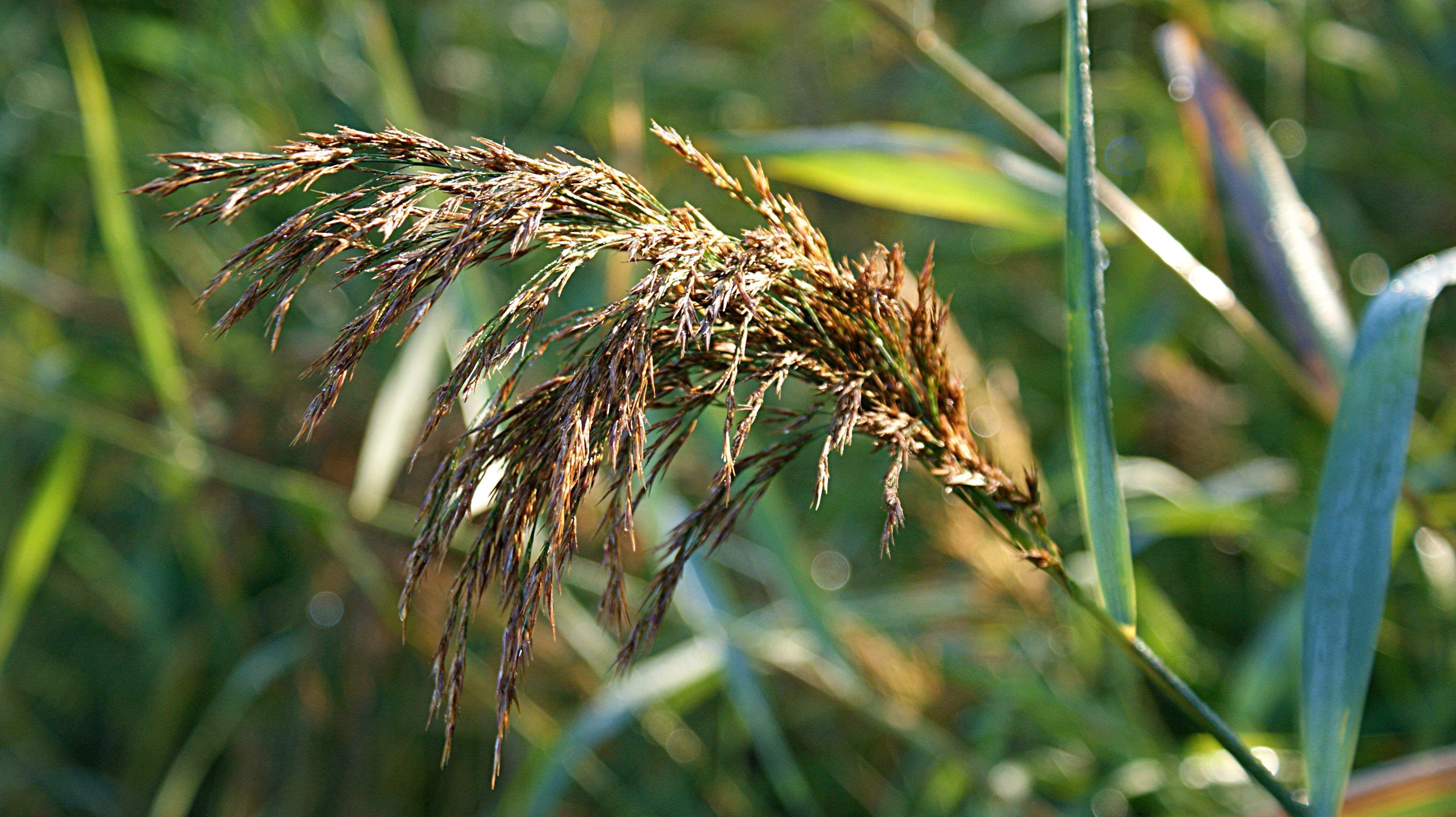 4K, relaxation, nature, close-up, reed, plant part, morning, vote, green color, landscape, no people, focus on foreground, crop, land, outdoors, grass, HD Wallpaper