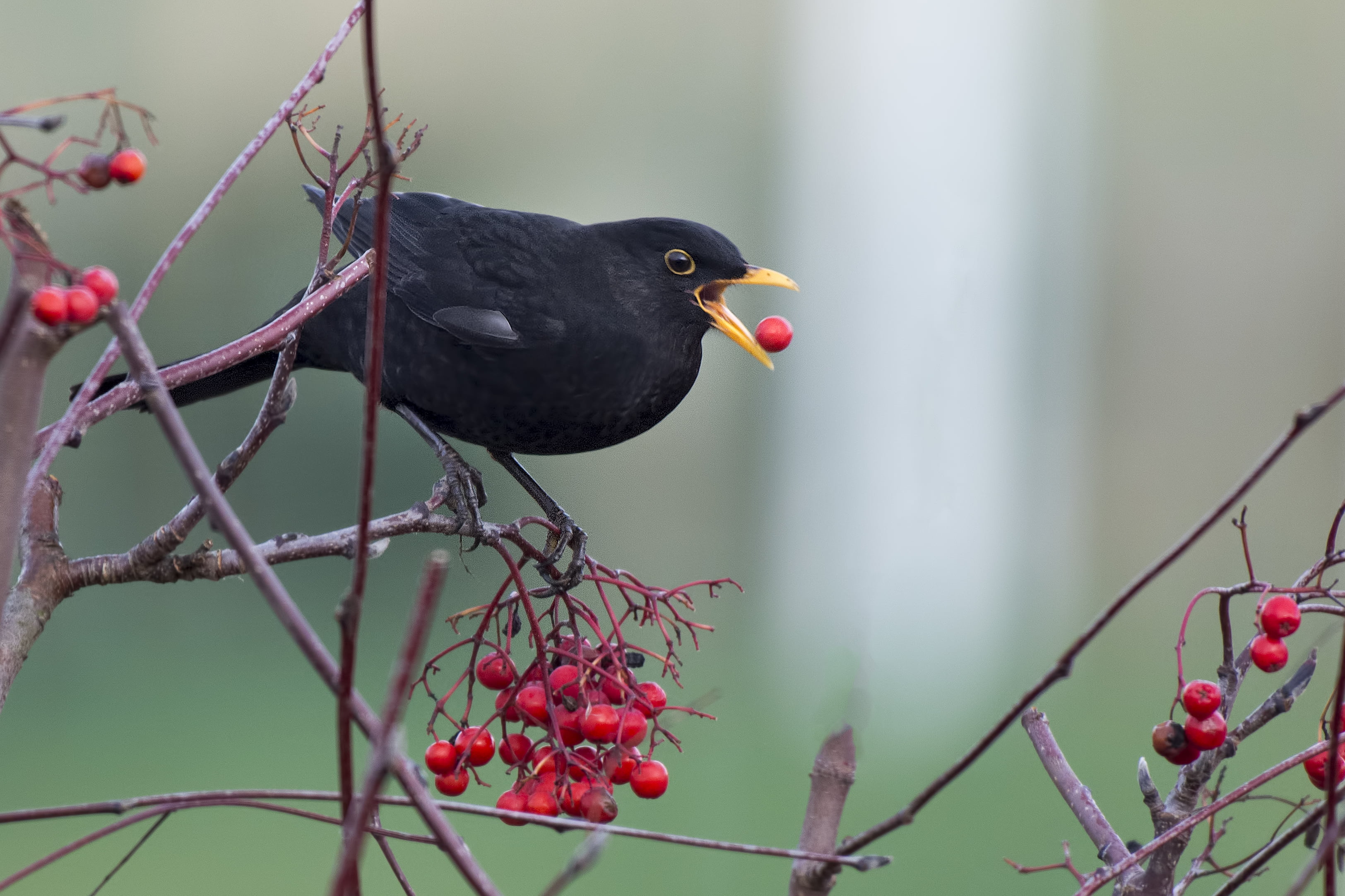 cranberry, Winner, black, photography, beak, Turdus  merula, twig, common blackbird, Challenge, speed, gold  medal, rowanberry, small, eating, Turdus merula, HD Wallpaper