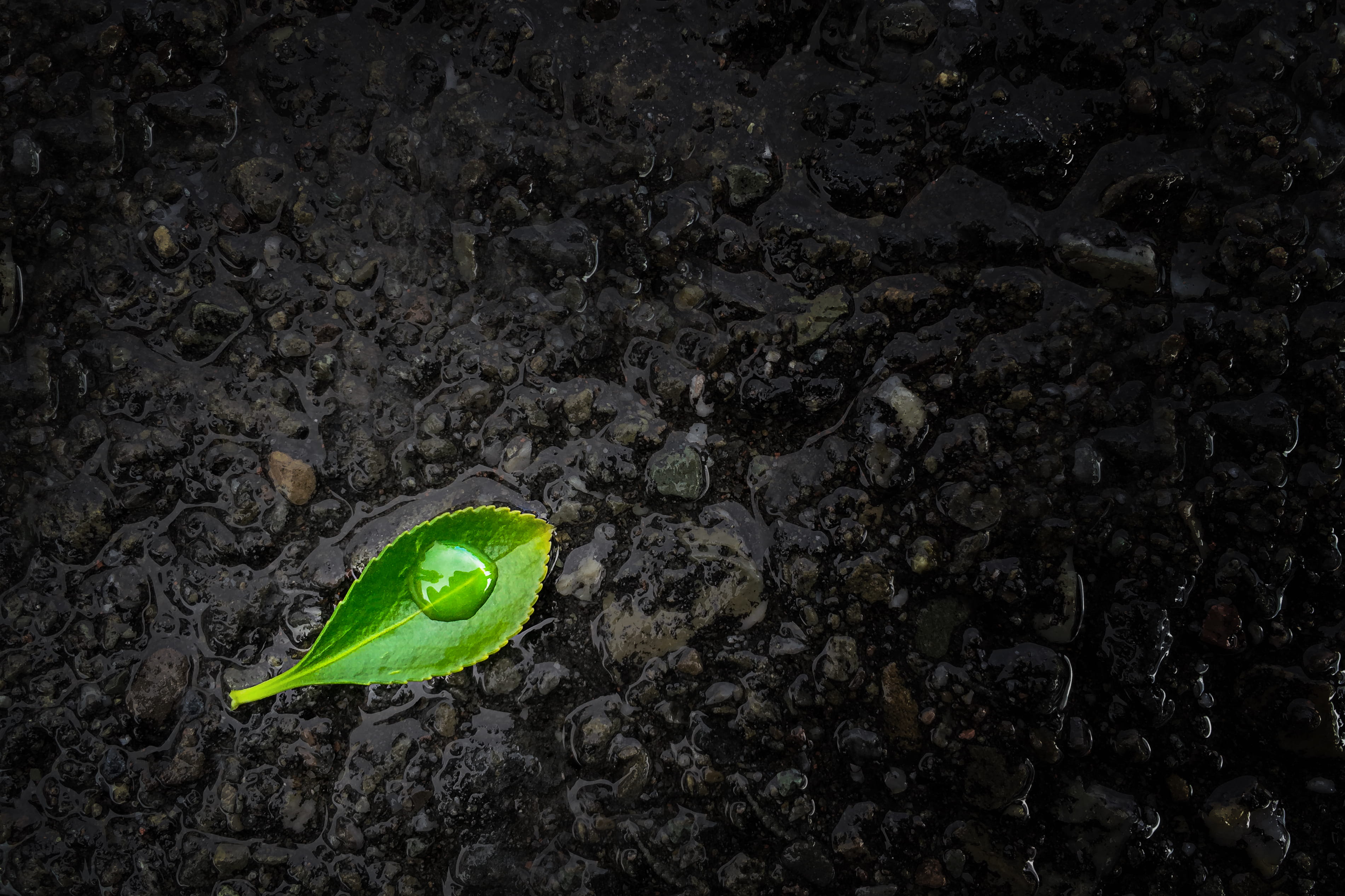 animal, land, close-up, nature, california weather, beauty in nature, outdoors, pleasanton, water, after rain, green, high angle view, plant part, day, HD Wallpaper