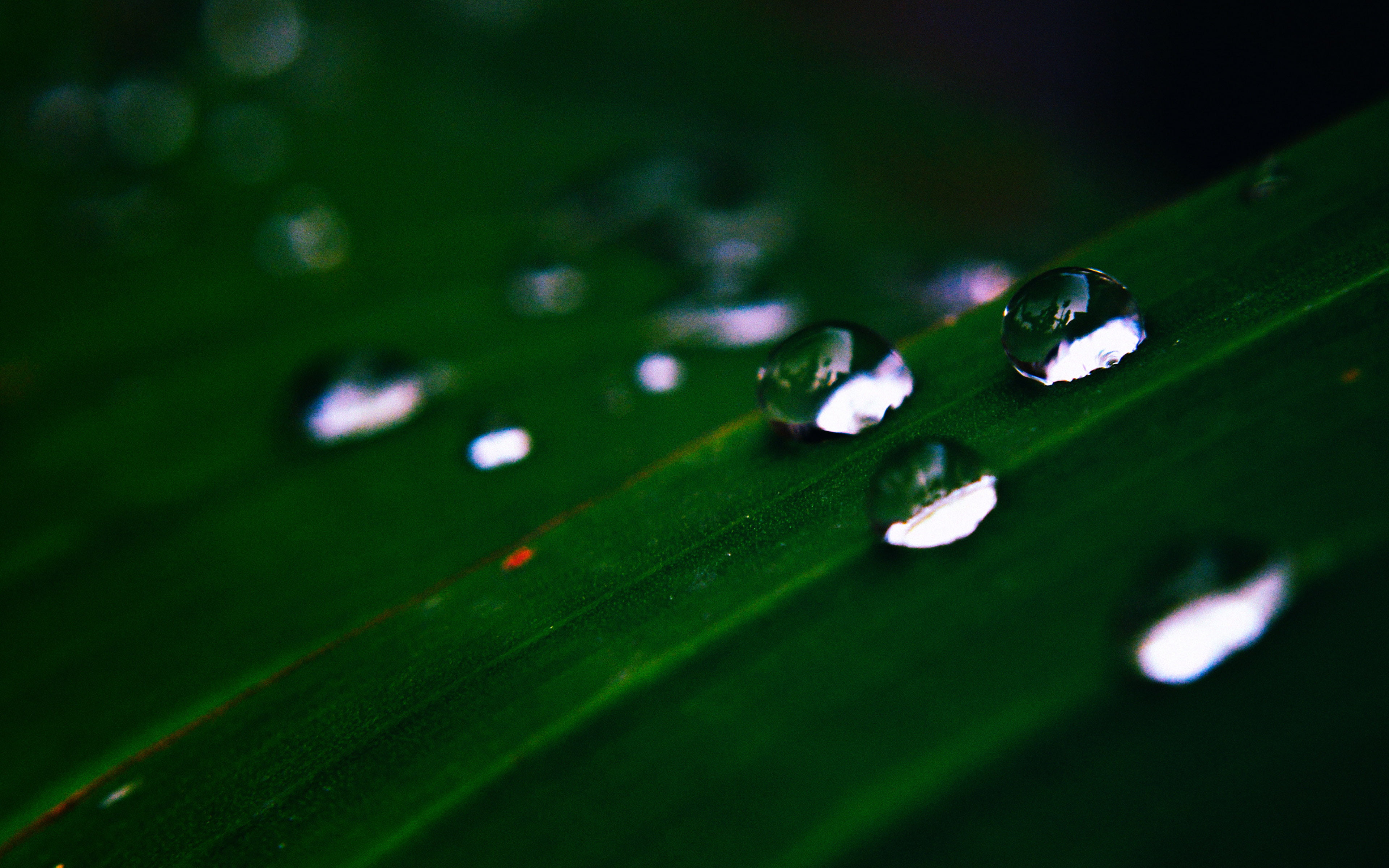 vulnerability, water, beauty in nature, green color, leaf, dew, plant part, rain, drops, day, close-up, growth, outdoors, no people, drop, purity, after, HD Wallpaper