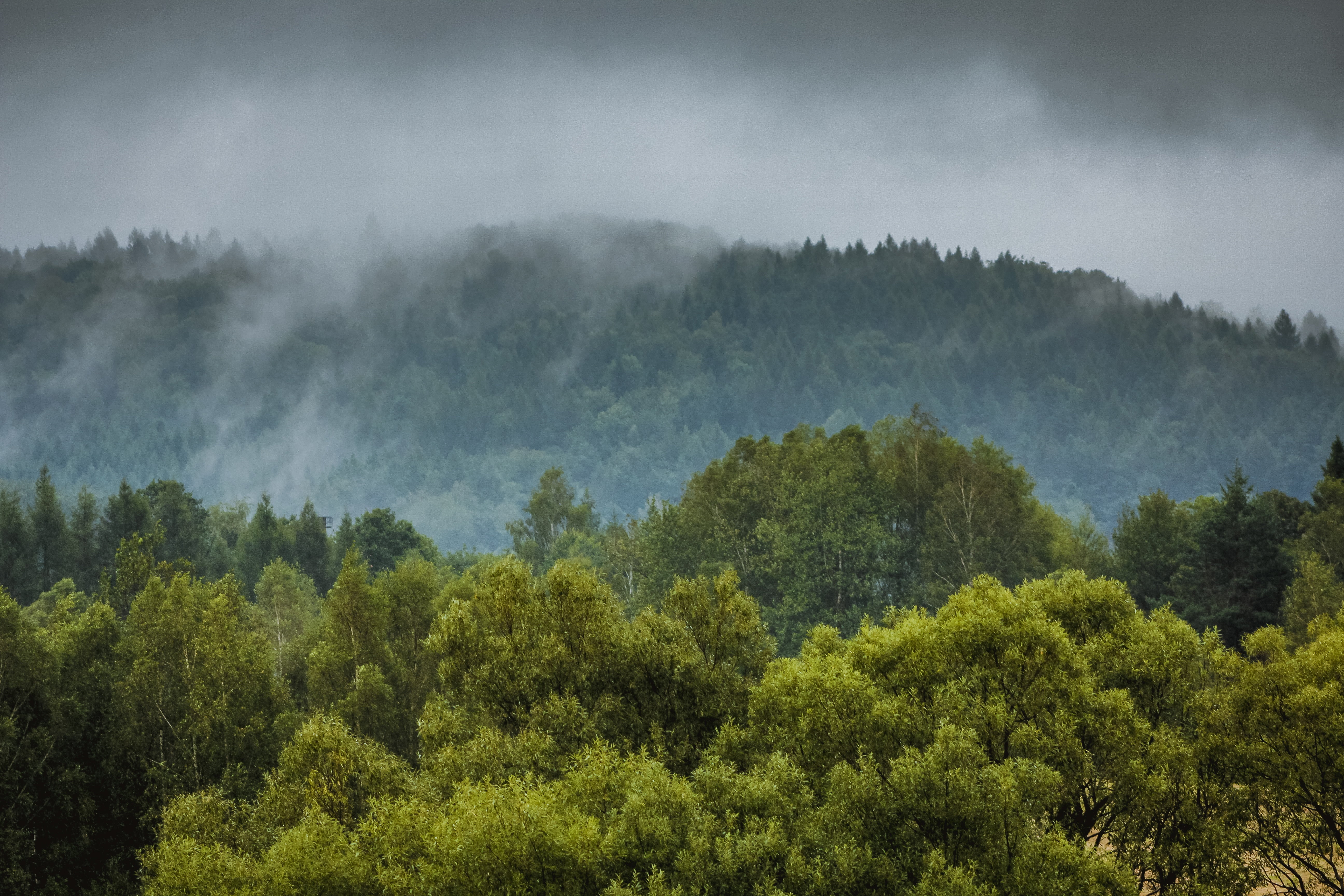 ominous, nature, green color, non-urban scene, outdoors, fog, 5K, cloud - sky, mountain, evergreen tree, treetop, dark, mountains, no people, para, forest, HD Wallpaper