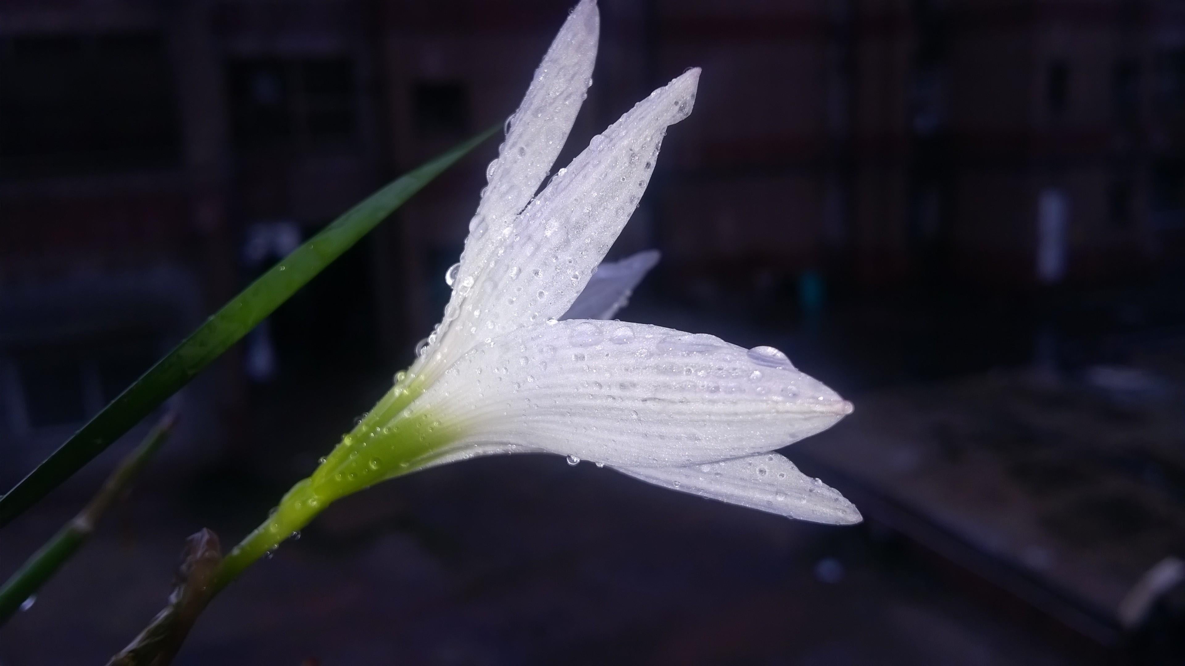 pollen, outdoors, flowering plant, flower head, urban photography, after rain, close-up, nature, plant, raindrop, natural pic, growth, focus on foreground, HD Wallpaper