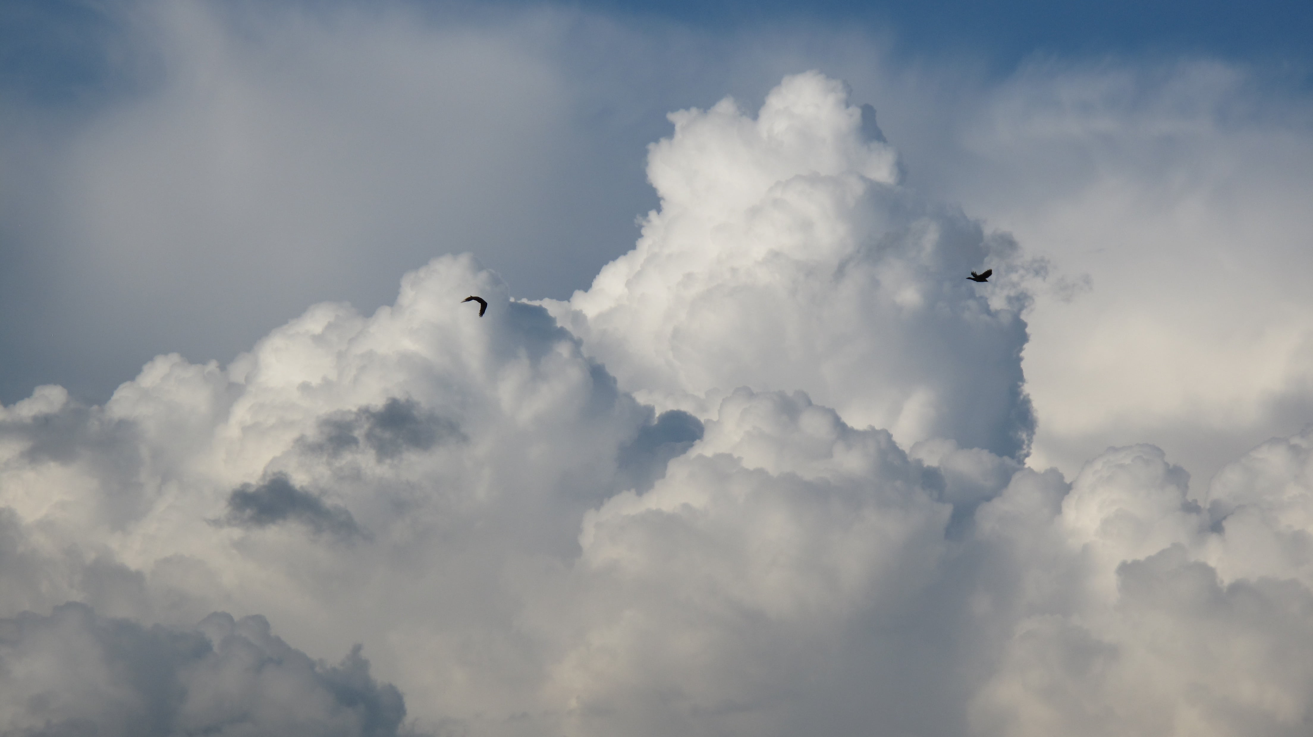 clouds, mid-air, hail, storm clouds, animal wildlife, rain, lightning, day, airplane, nature, outdoors, after the storm, vertebrate, birds, the sun, blue, HD Wallpaper