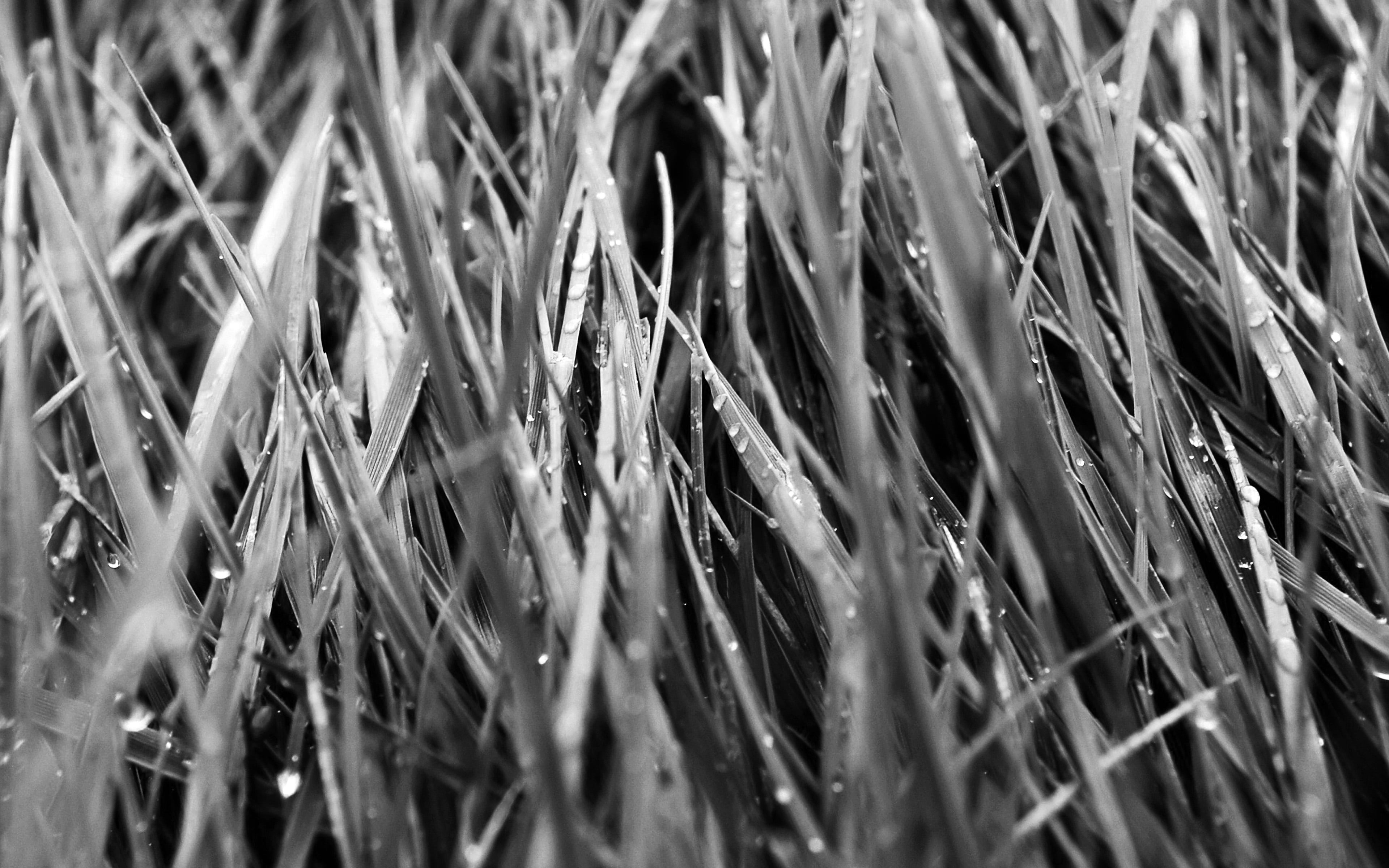 flower, grass, abundance, pattern, silver colored, day, indoors, selective focus, nature, full frame, after, no people, growth, focus on foreground, field, HD Wallpaper
