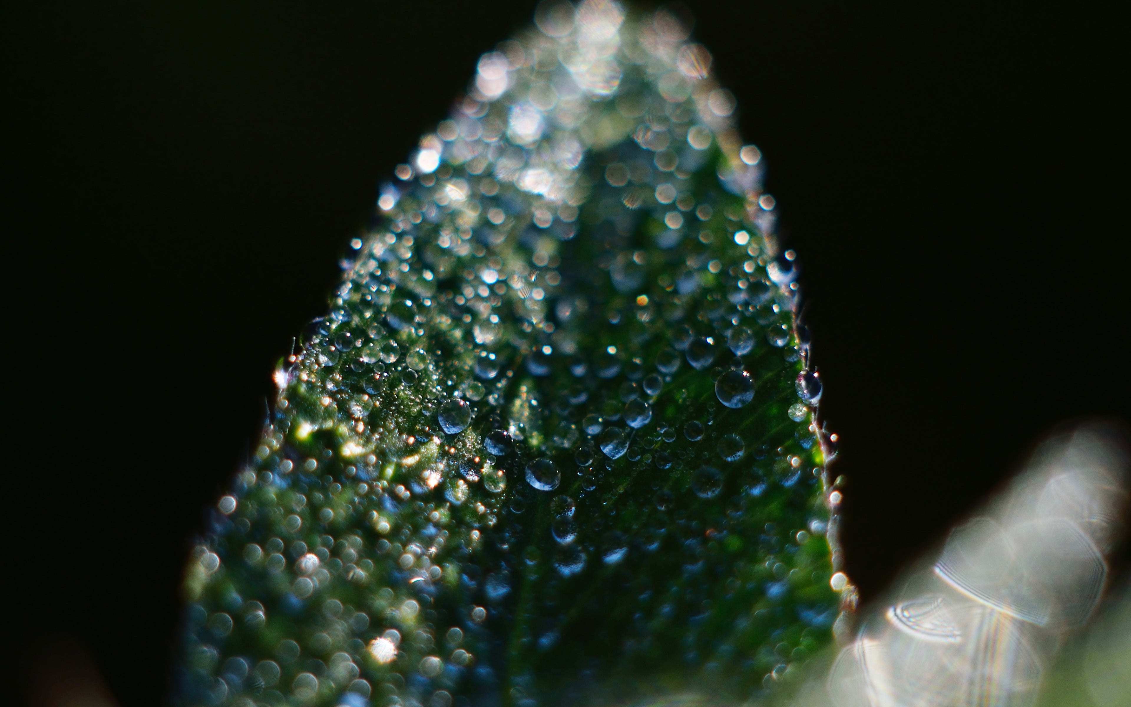 selective focus, wet, freshness, drop, black background, nature, rain, dark, close-up, after, hand, leaf, human hand, precious gem, green color, beauty in nature, HD Wallpaper