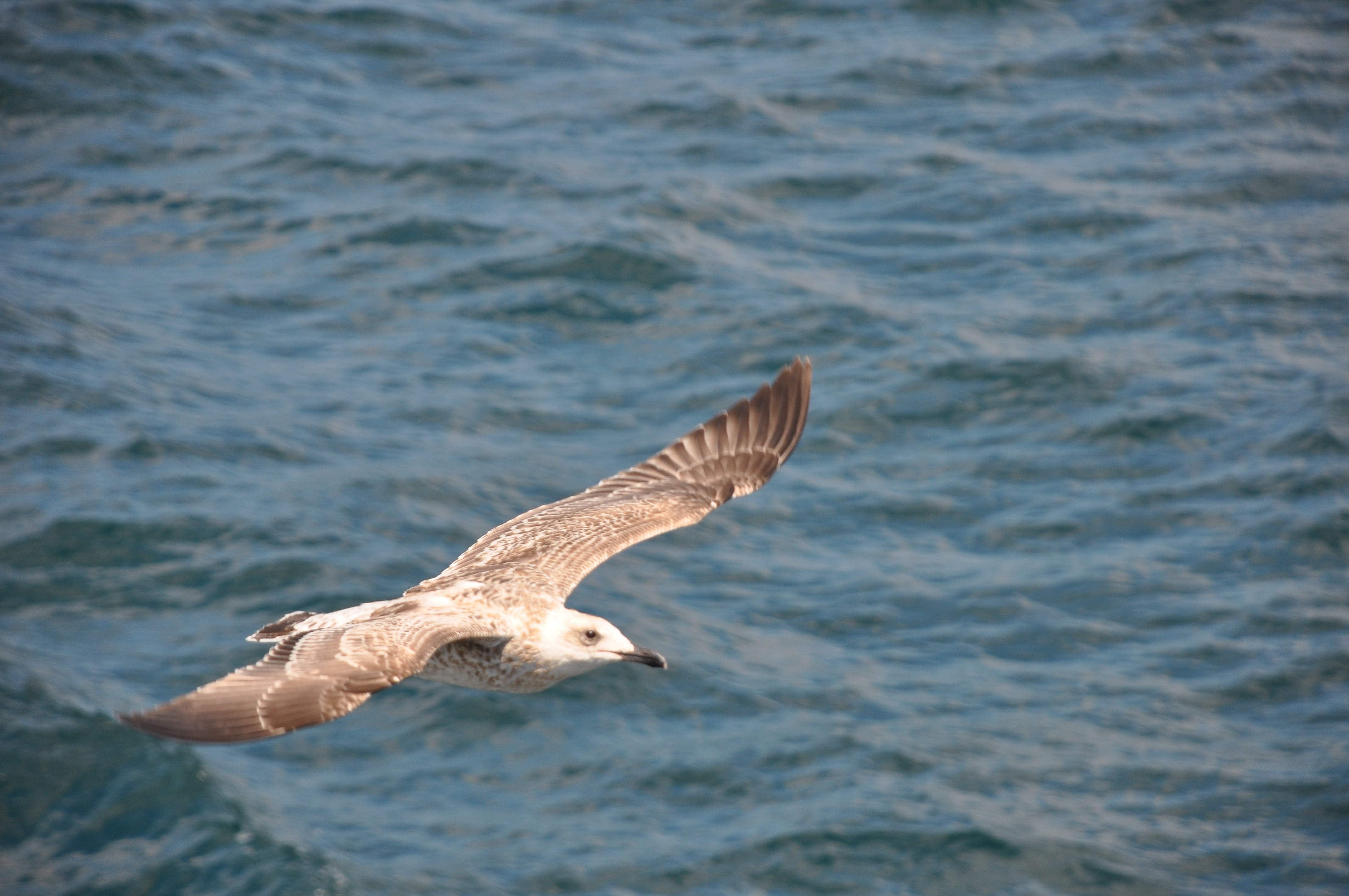 rope, city, bird, outdoors, kite, estuary, chestnut, taylor, ship, doga, no people, put it in the, blow away, animals in the wild, tree, ferry, mid-air, HD Wallpaper