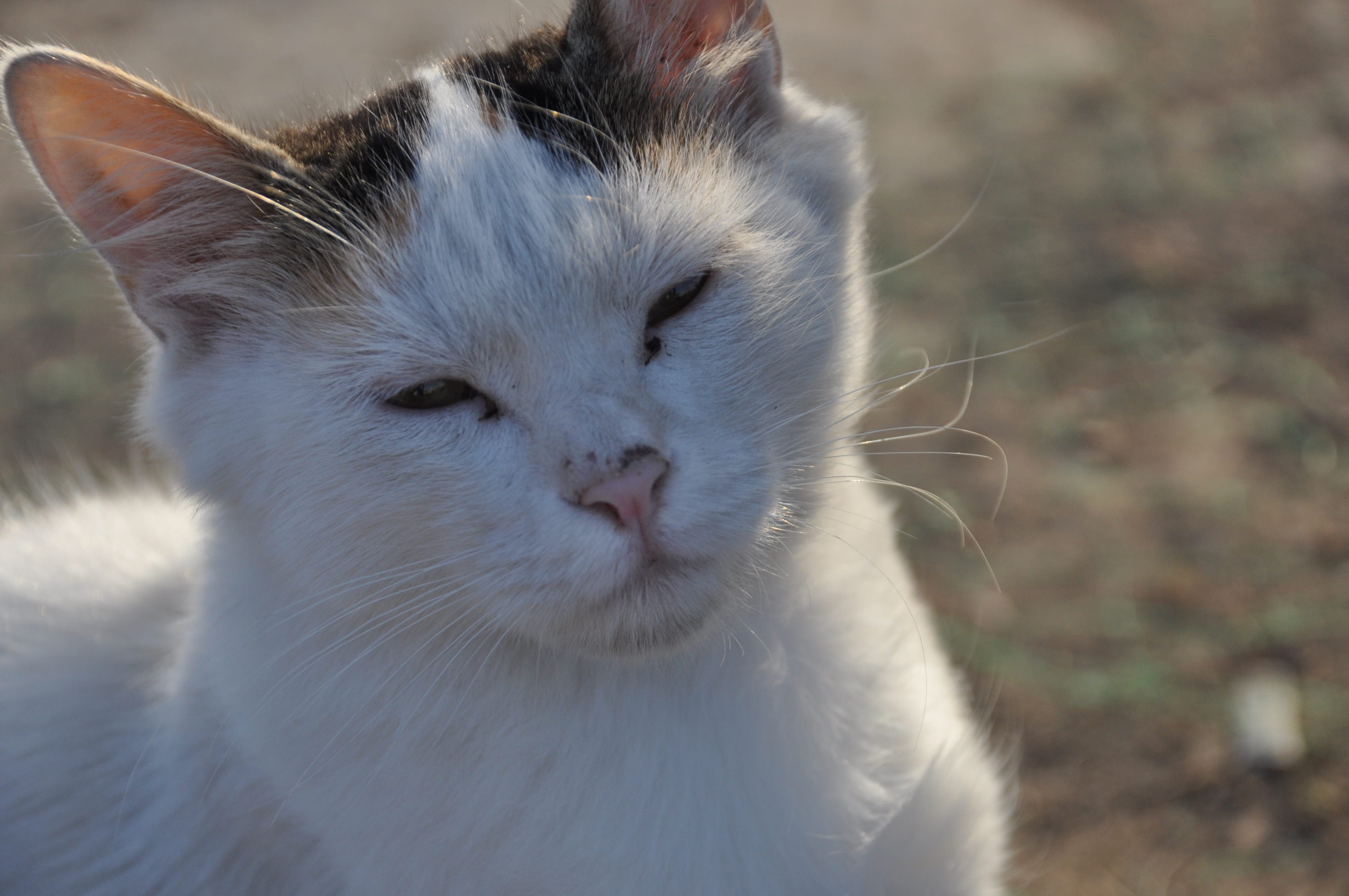 mammal, whisker, looking, peace, grassland, Istanbul, animal body part, kite, eyüp sultan, cat, portrait, suadiye, animal themes, happy, galata bridge, HD Wallpaper