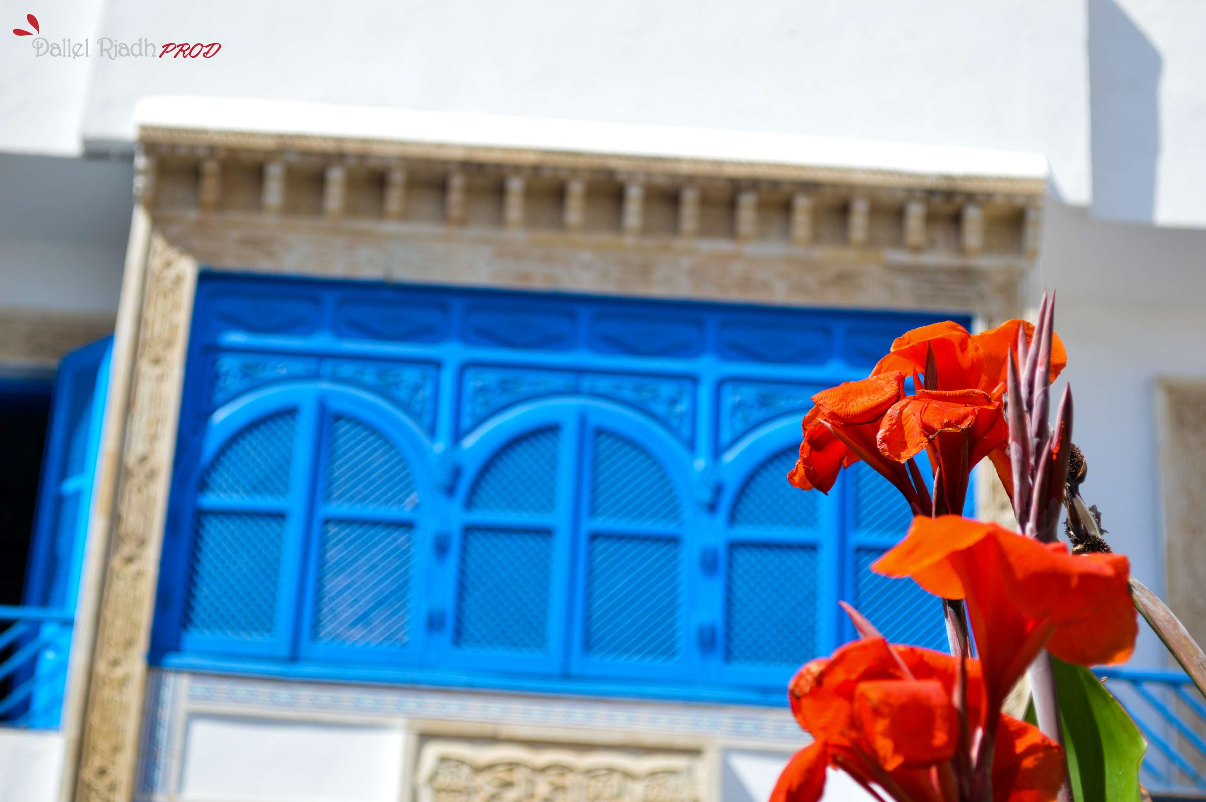 day, madina, window, beautiful flowers, building, 4K, flowering plant, flag, close-up, no people, plant, petal, outdoors, focus on foreground, sousse, HD Wallpaper
