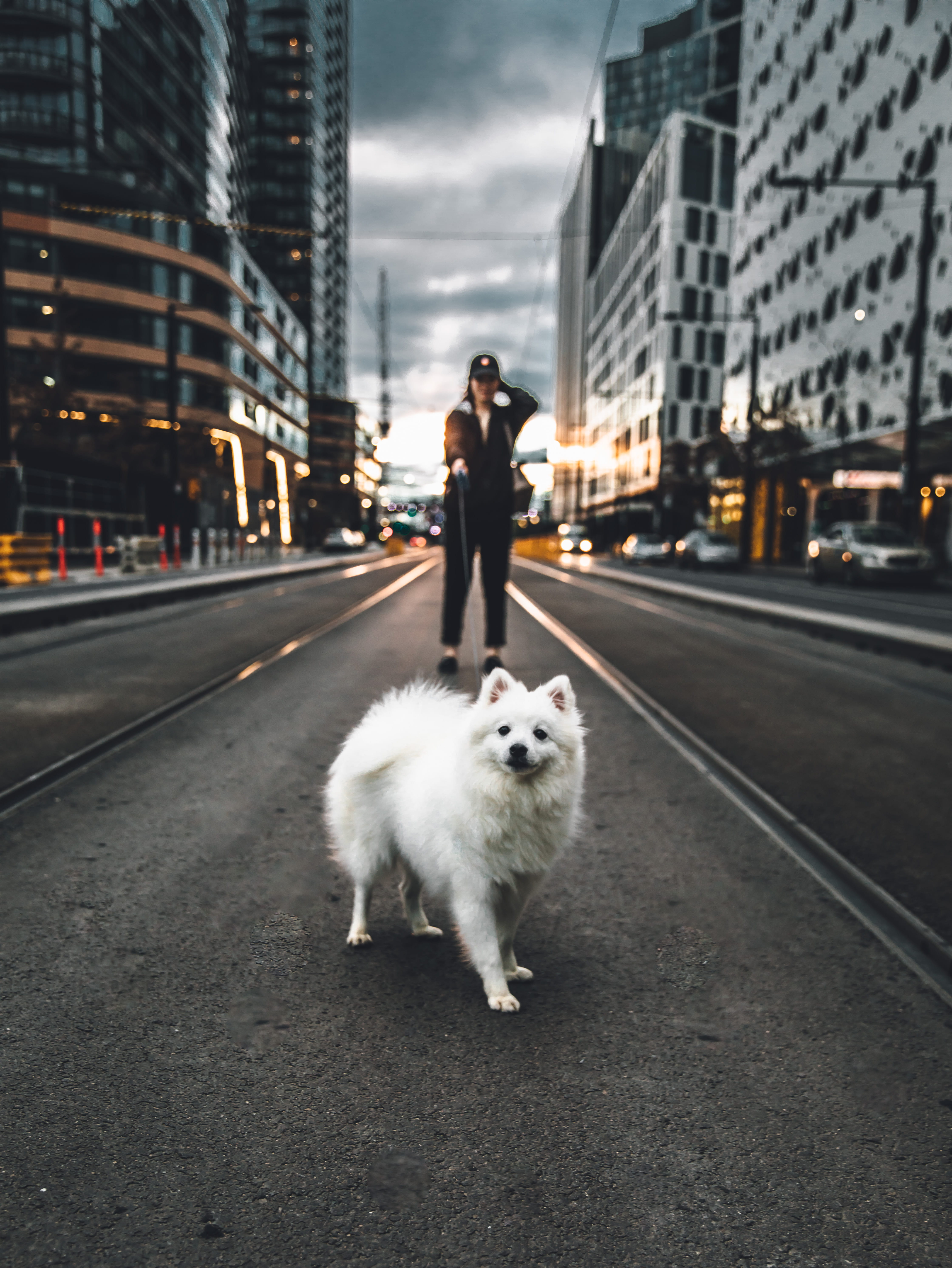 transportation, one person, city, full length, dog, melbourne, road, white, architecture, domestic, street, canine, princess, urbex, dockland, pet, puppy, Phone HD Wallpaper