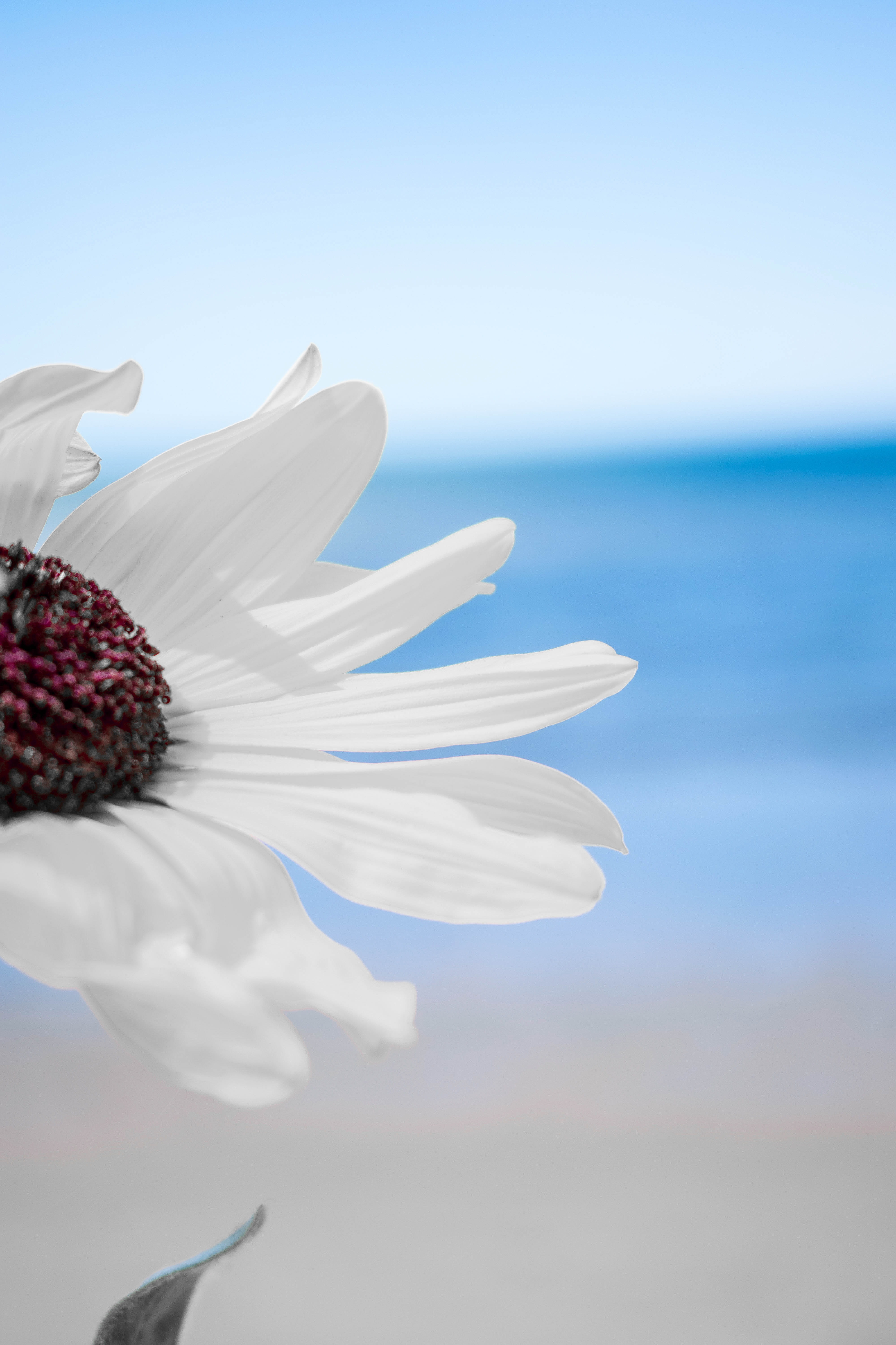 lockscreen, water, vulnerability, flower head, outdoors, petal, close-up, 5K, softness, fragility, day, beauty in nature, flowering plant, sea, Phone HD Wallpaper