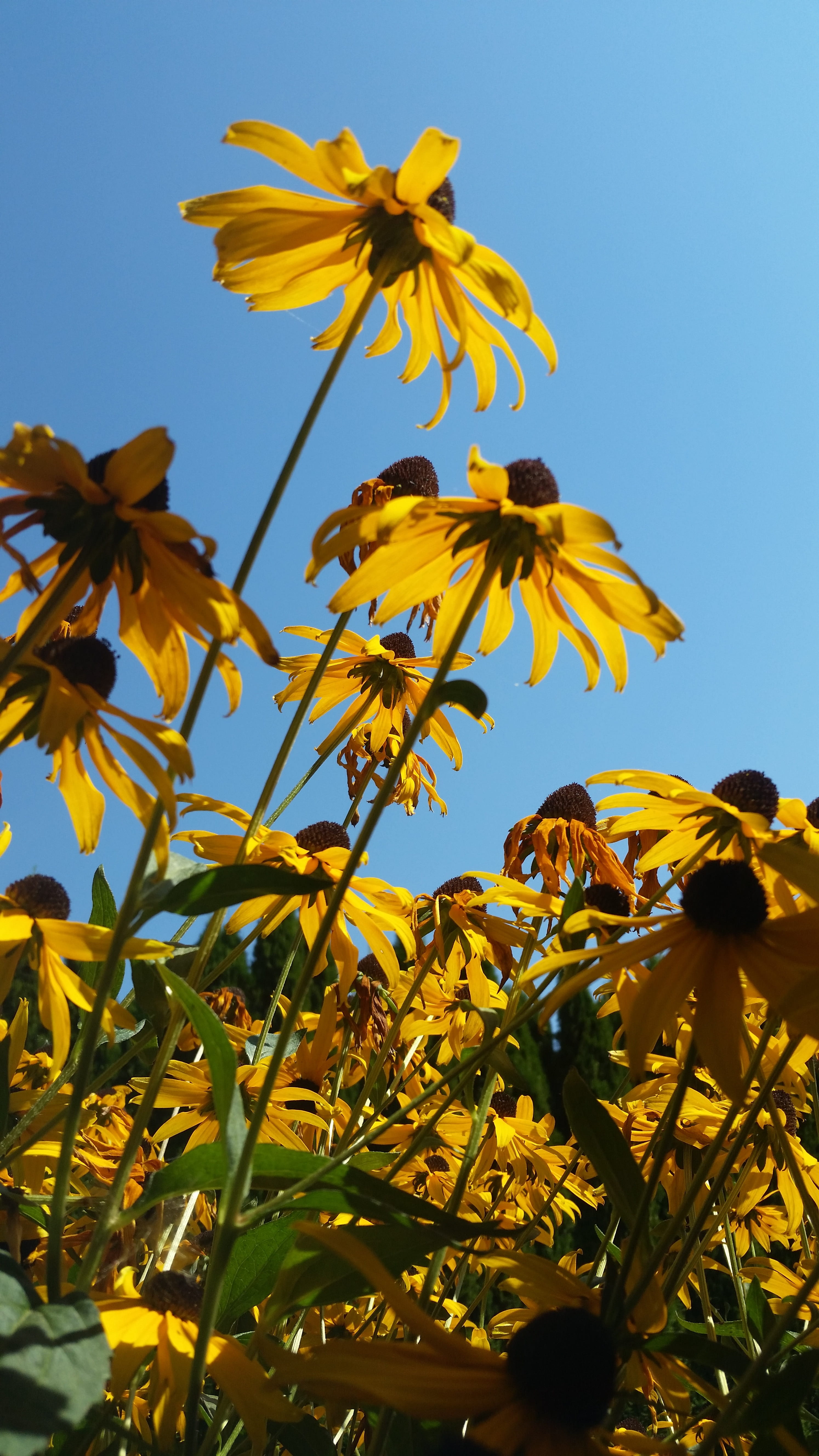 yellow, flower head, growth, sky, nature, flower, plant, fragility, background, contrast, no people, flowering plant, petal, lockscreen, pollen, Phone HD Wallpaper