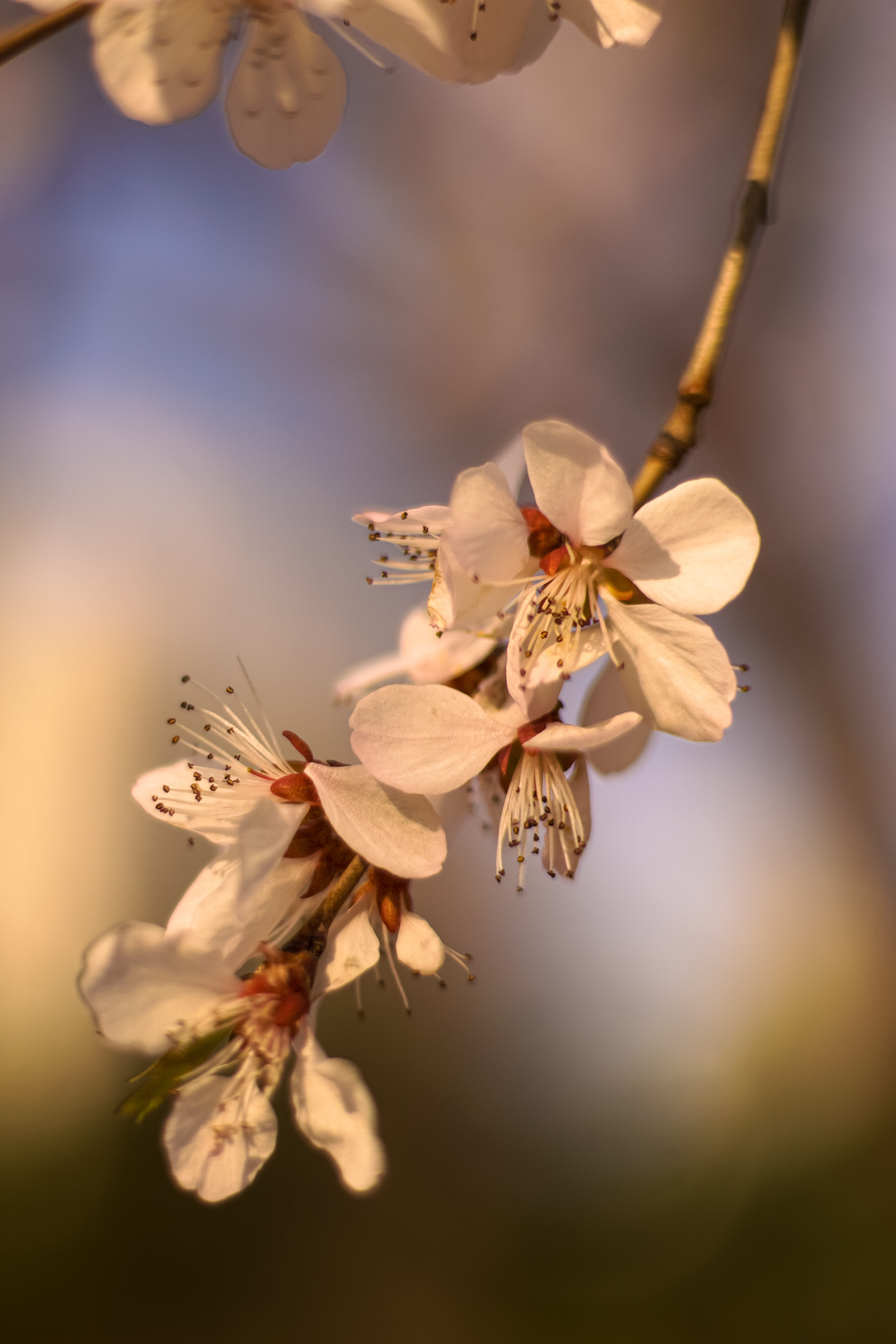 springtime, flower, nature, 5K, lockscreen, vitality, fragility, cherry tree, inflorescence, tree, beauty in nature, spring, natural, focus on foreground, Phone HD Wallpaper