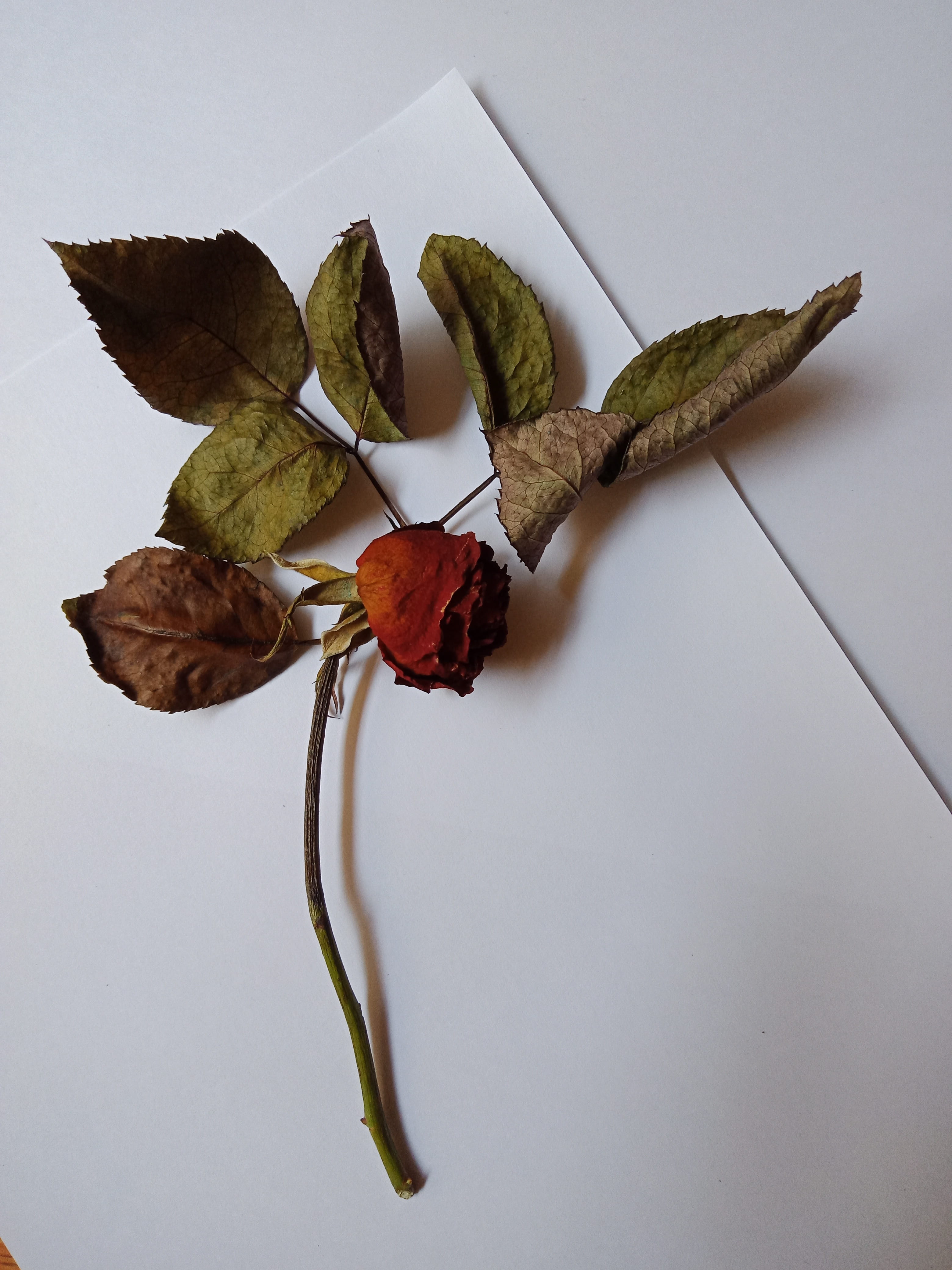 dead plant, close-up, nature, leaves, white background, high angle view, withered flower, dried, plant part, table, lockscreen, old rose, dry, Phone HD Wallpaper