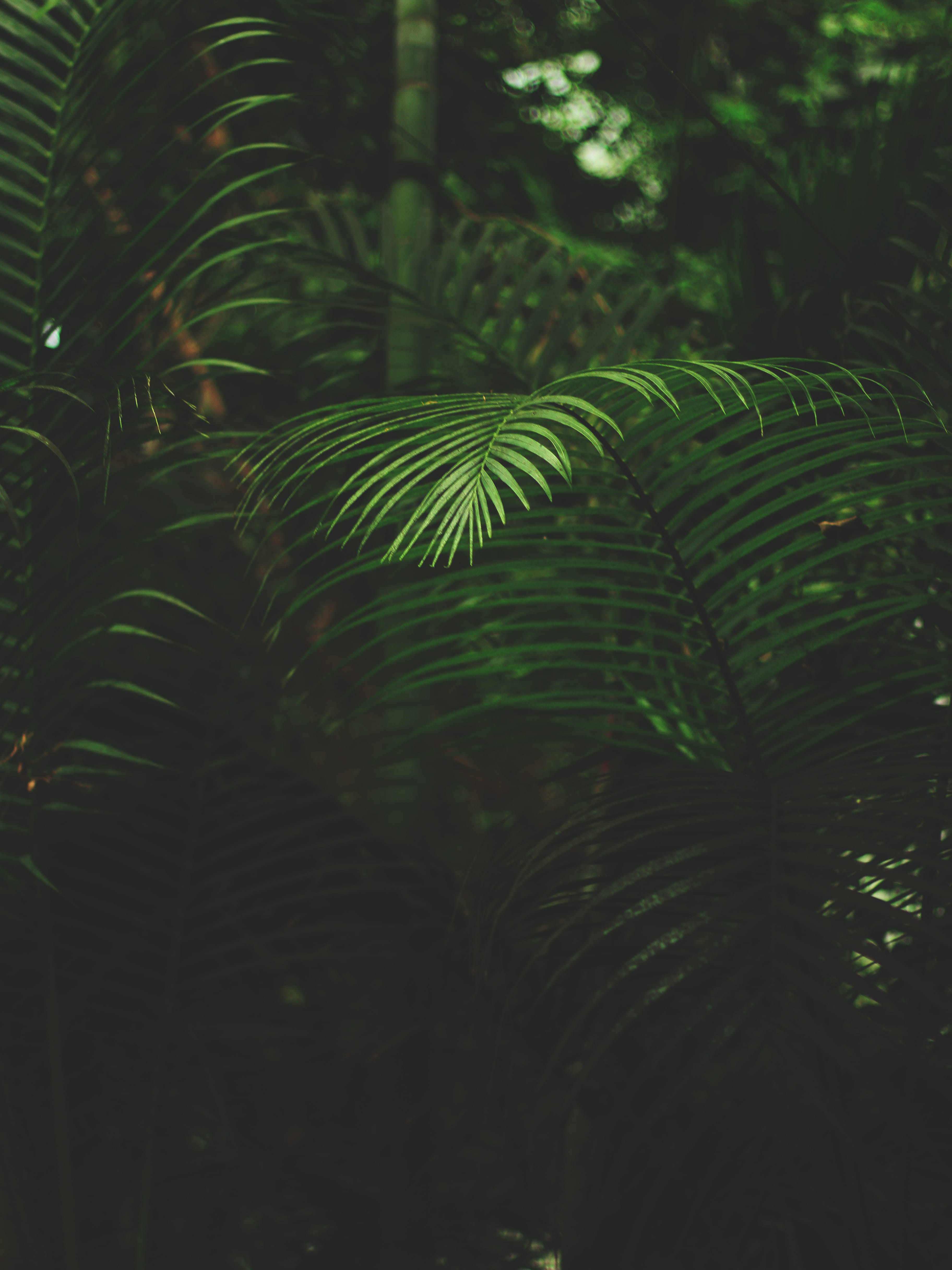 tranquility, plants, plant part, palm tree, environment, green color,, plant, close-up, sunlight, samsung, focus, tree, shallow, Phone HD Wallpaper