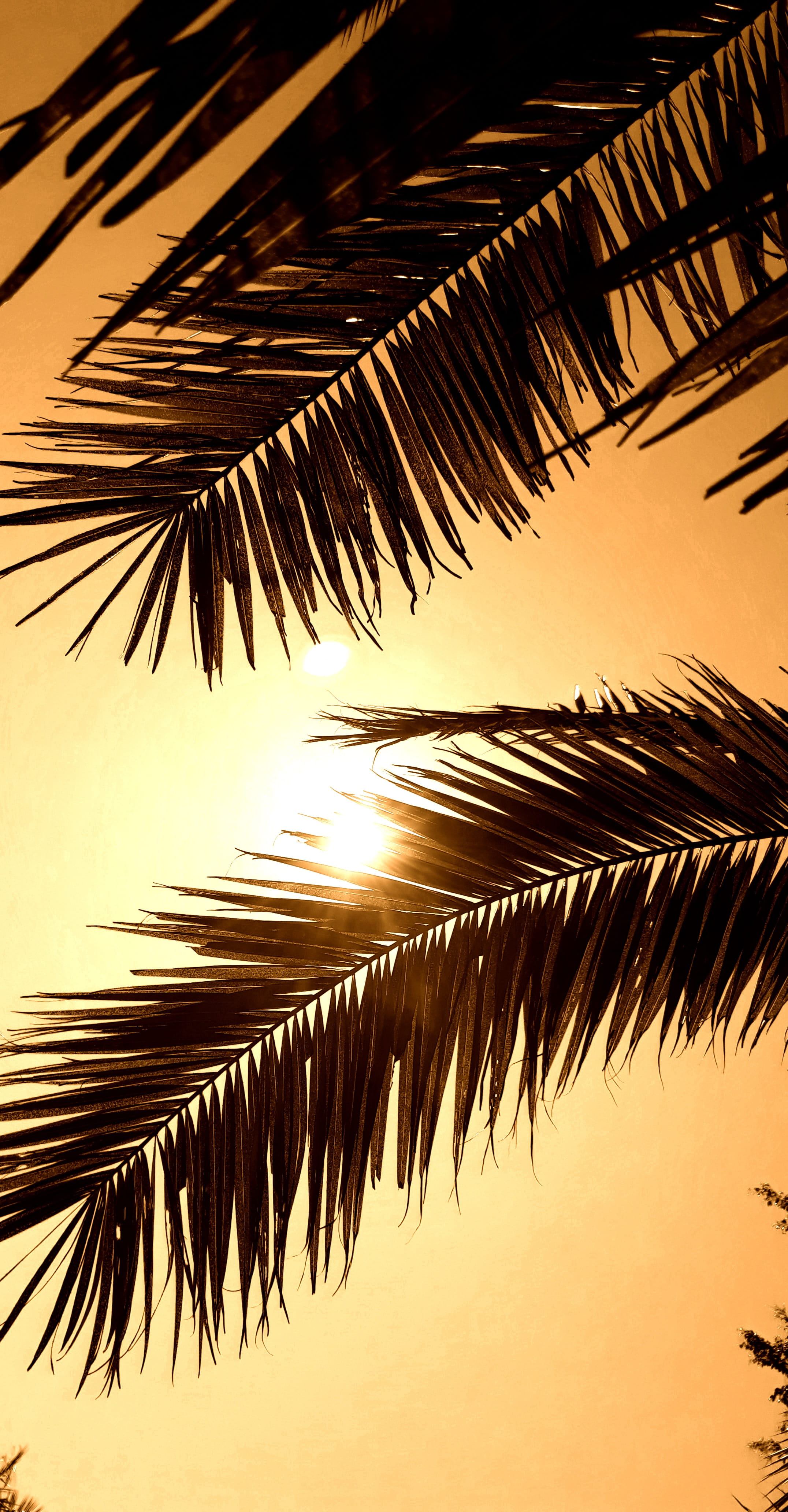 scenics - nature, coconut palm tree, nature, roof, sky, tropical climate, sunset, plant, growth, trees, tranquility, leaf, sepia, plant part, 4K, palm tree, Phone HD Wallpaper