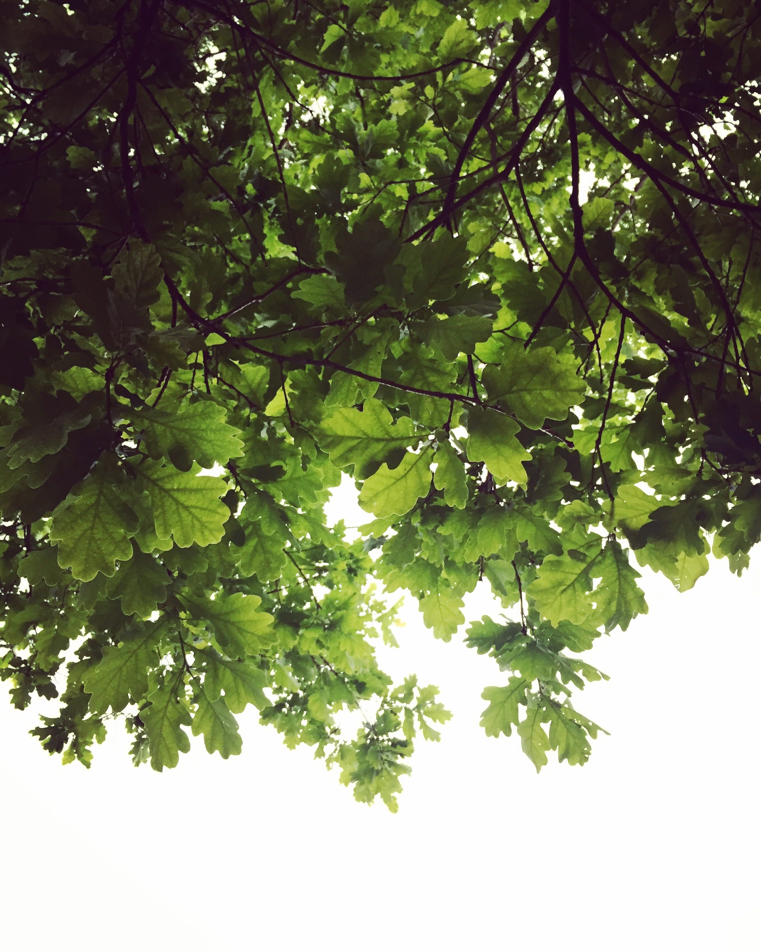 green color, tree, 2K, plant part, directly below, leaves, oak, branch, nature, green, day, beauty in nature, outdoors, sky, no people, sunlight, growth, Phone HD Wallpaper