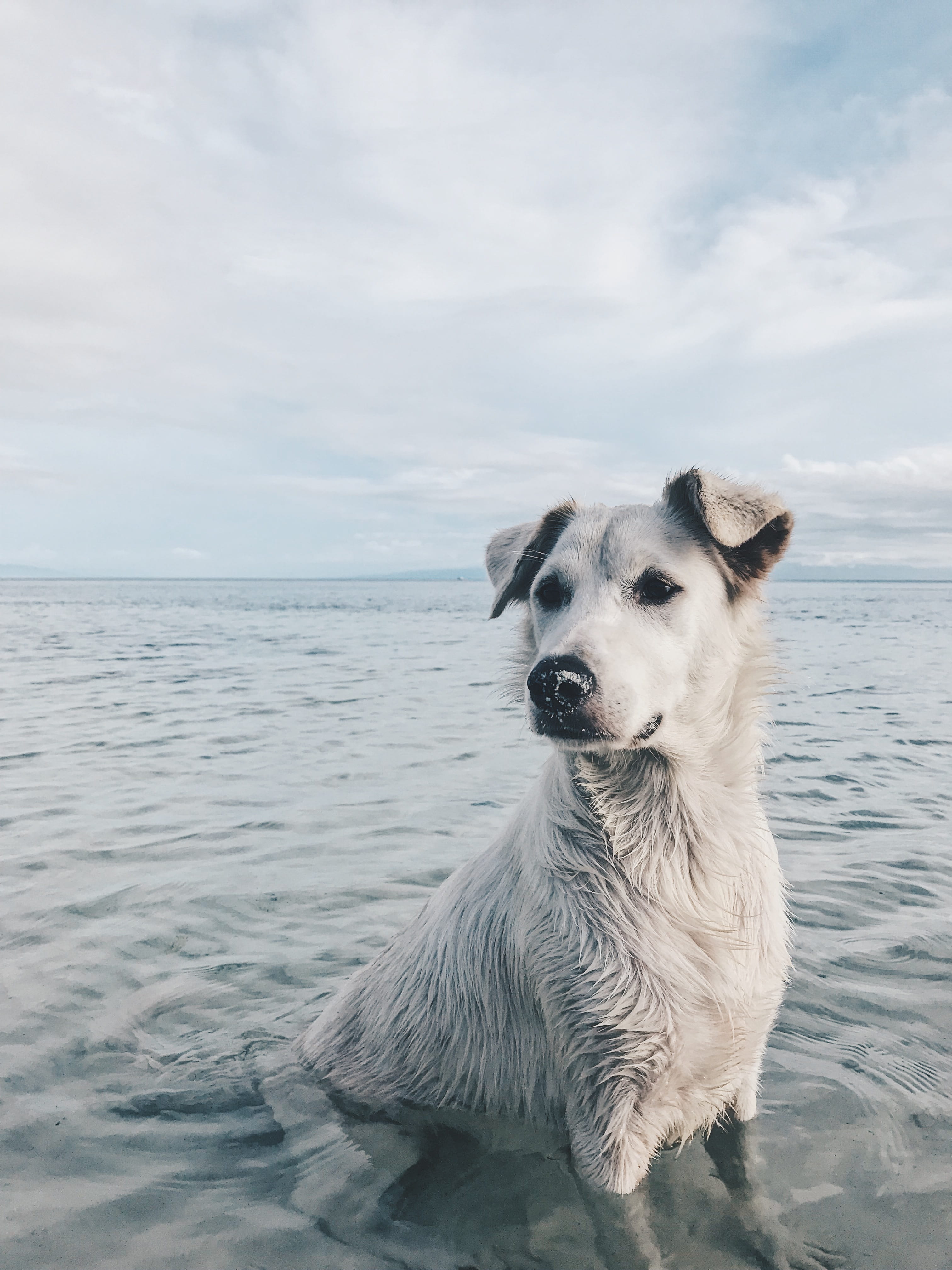 mammal, breed, furry, animal themes, 4K, domestic animals, nature, day, canine, cloud - sky, outdoors, adorable, sitting, sea, horizon over water, domestic, Phone HD Wallpaper