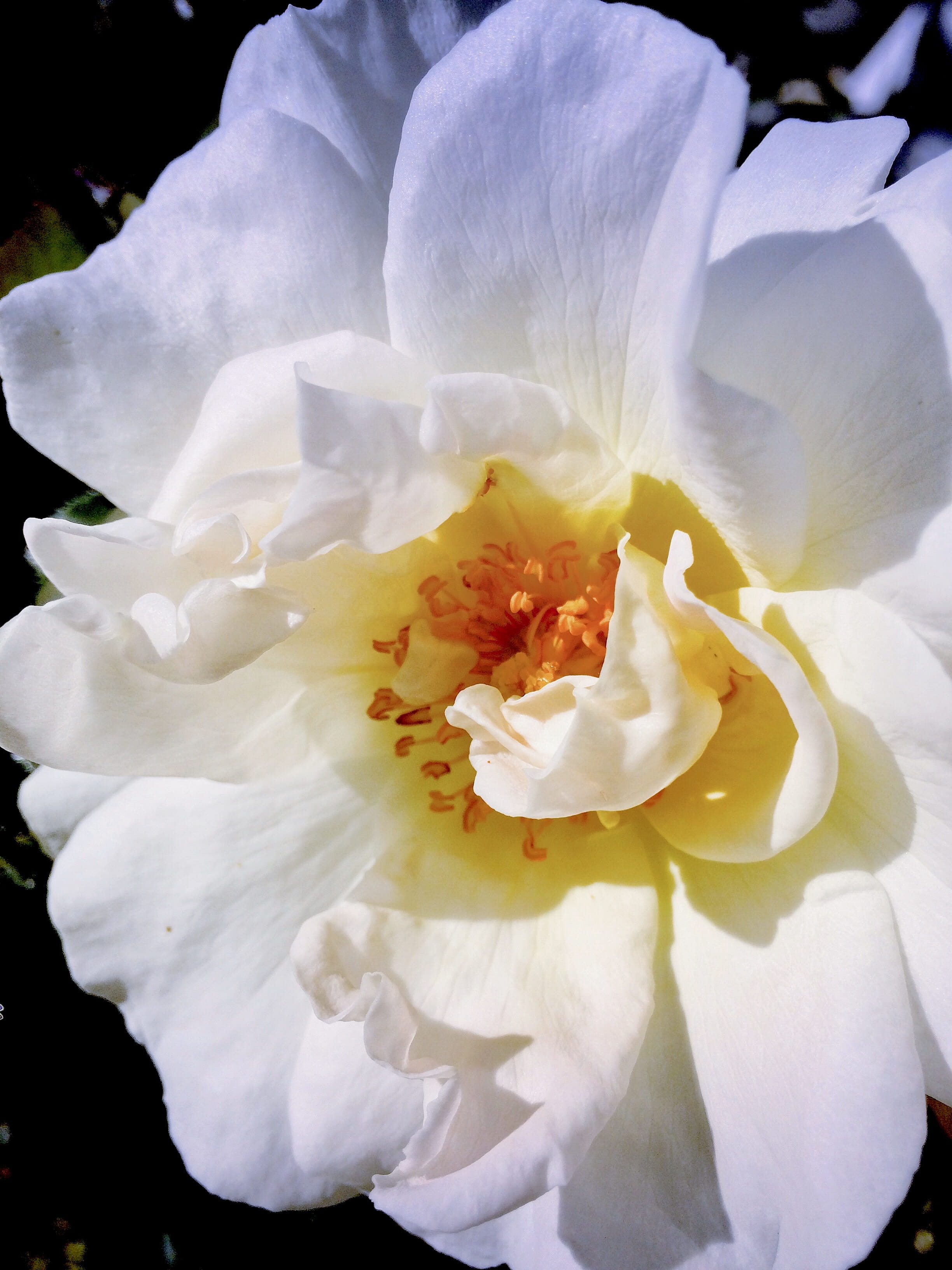 light, cream, fragility, no people, shadows, growth, lockscreen, rose, fresh, outdoors, white color, petals, 2K, delicate, nature, inflorescence, white, Phone HD Wallpaper