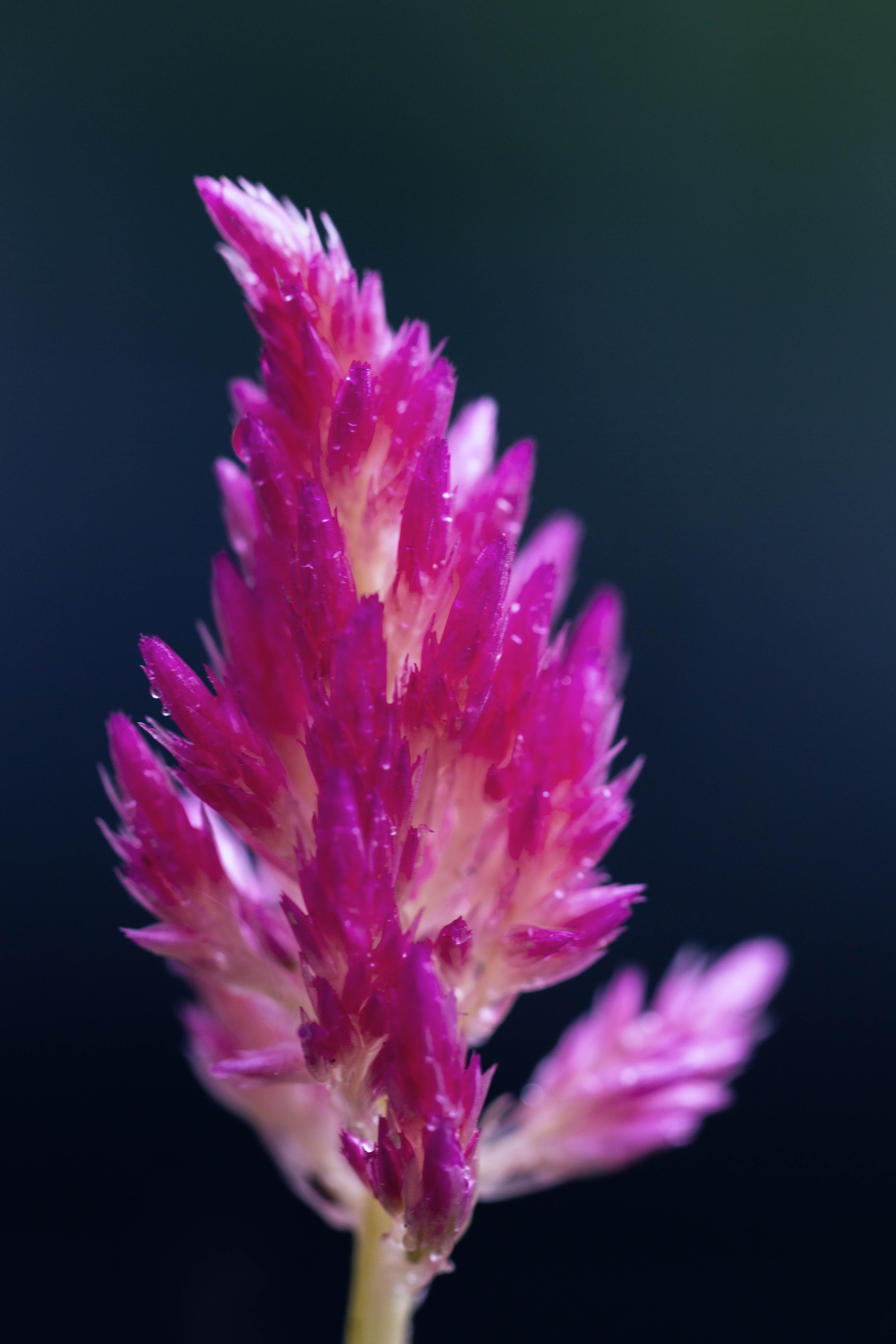 water, fragility, pink color, flower head, vulnerability, beauty in nature, lockscreen, growth, marine, indoors, petal, nature, freshness, pollen, Phone HD Wallpaper