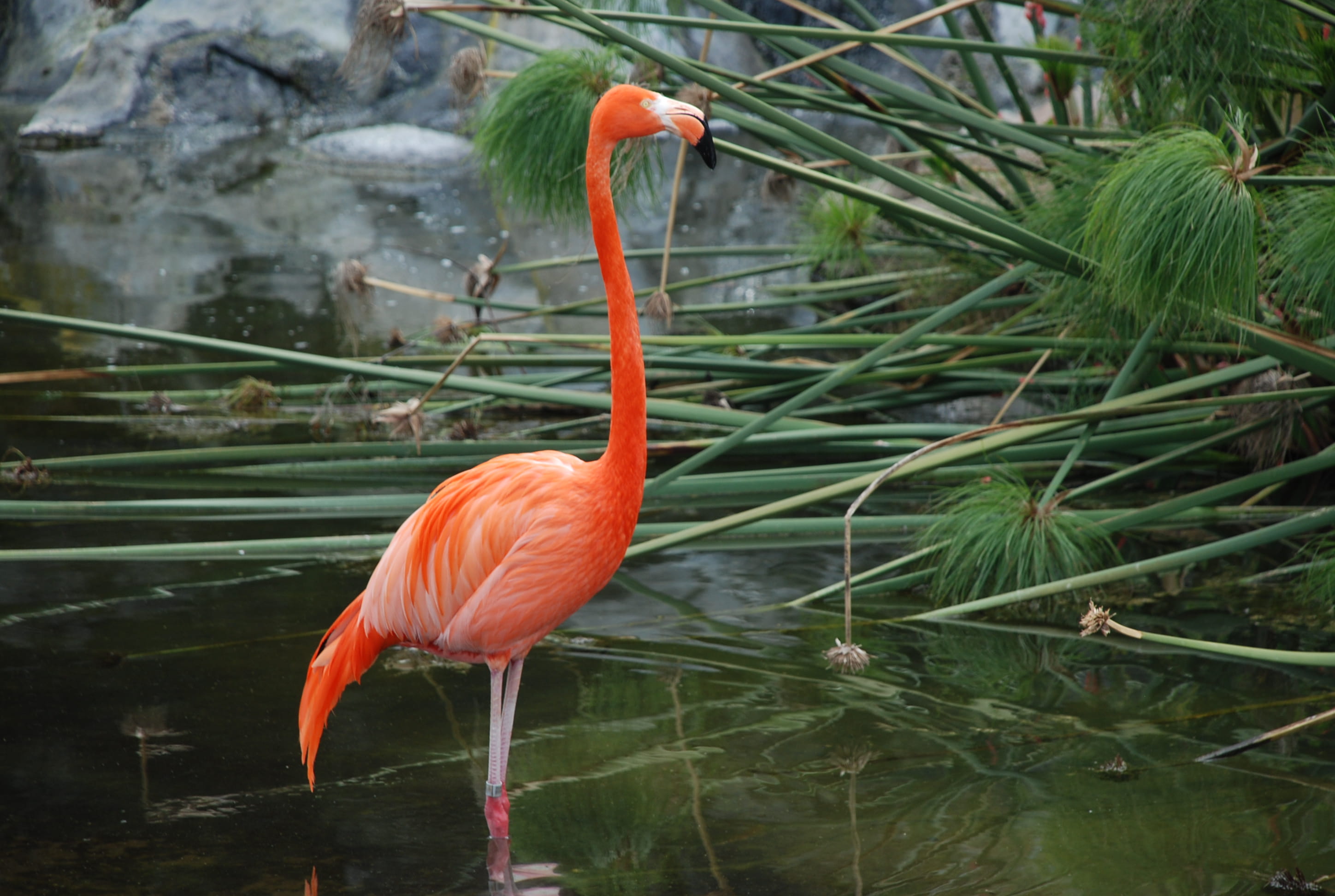no people, vertebrate, water, orange color, animal wildlife, ciudad autónoma de buenos aires, plant, 2K, flamingo, animal neck, one animal, argentina, HD Wallpaper