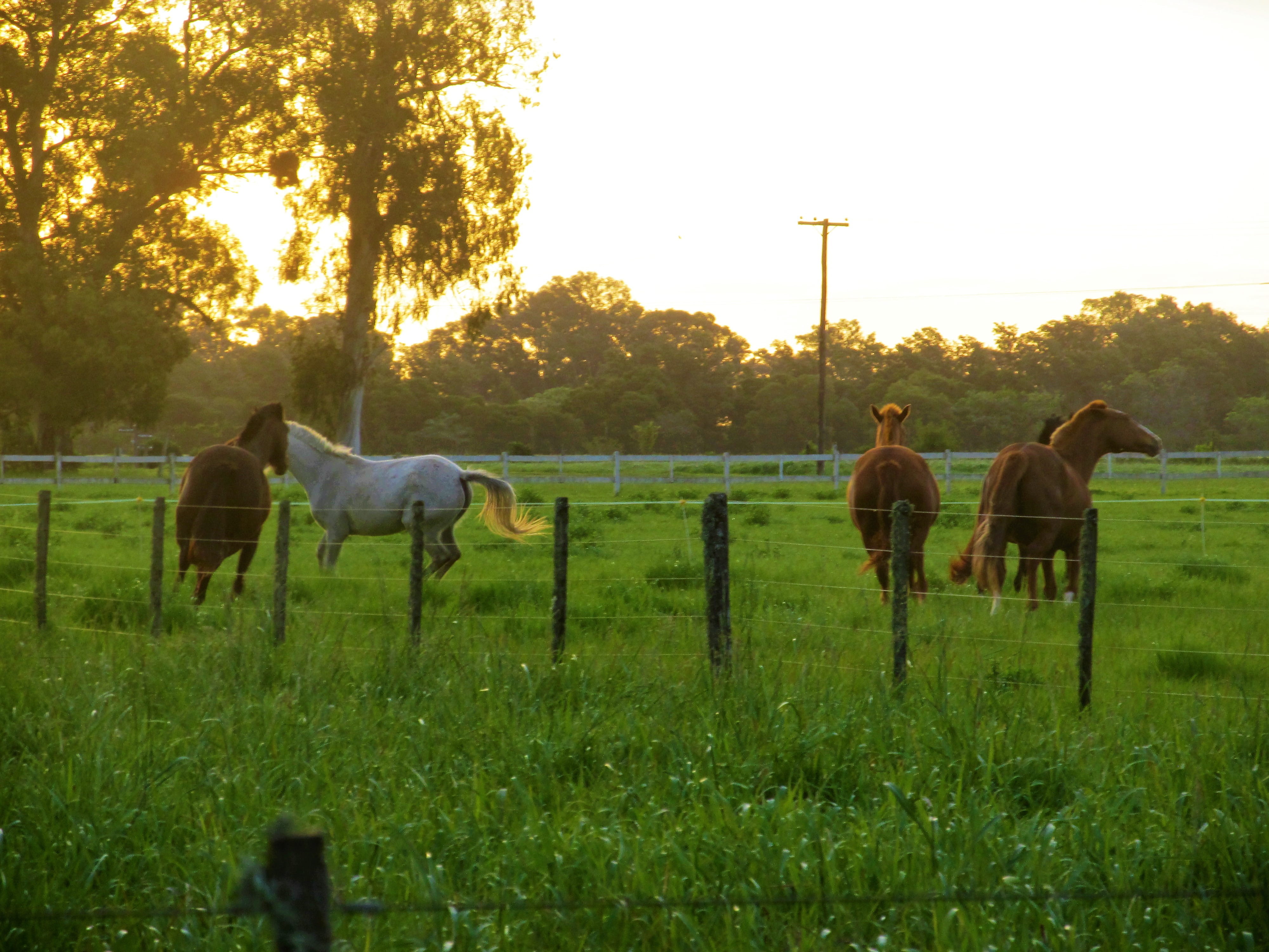 plant, ranch, group of animals, field, no people, horses, fence, livestock, domestic animals, vertebrate, buenos aires, animal, grass, animal wildlife, HD Wallpaper