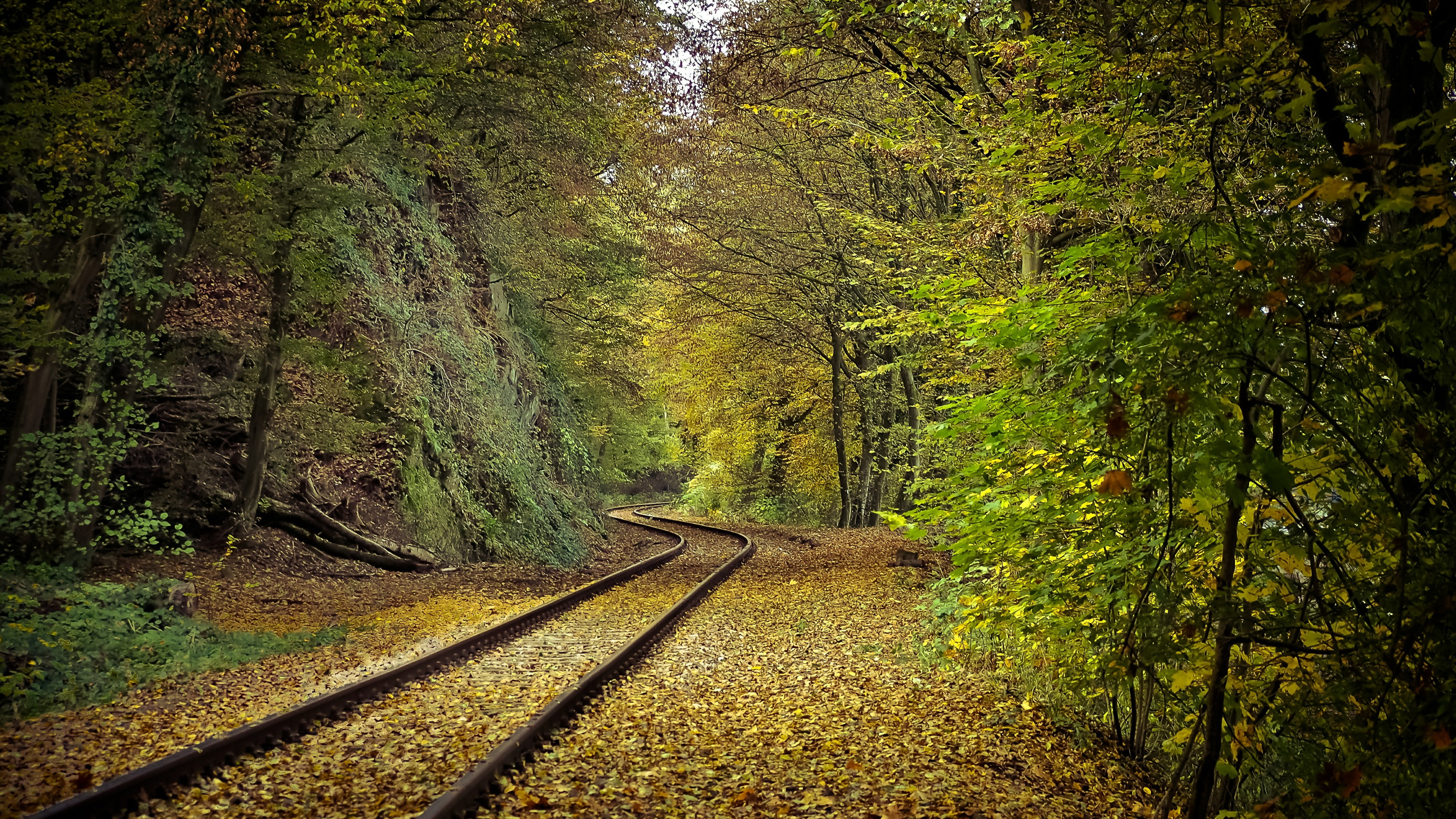 track, railroad, woodland, leaves, forest, 4K, wilderness, autumn, train track, tree, nature, railway, HD Wallpaper