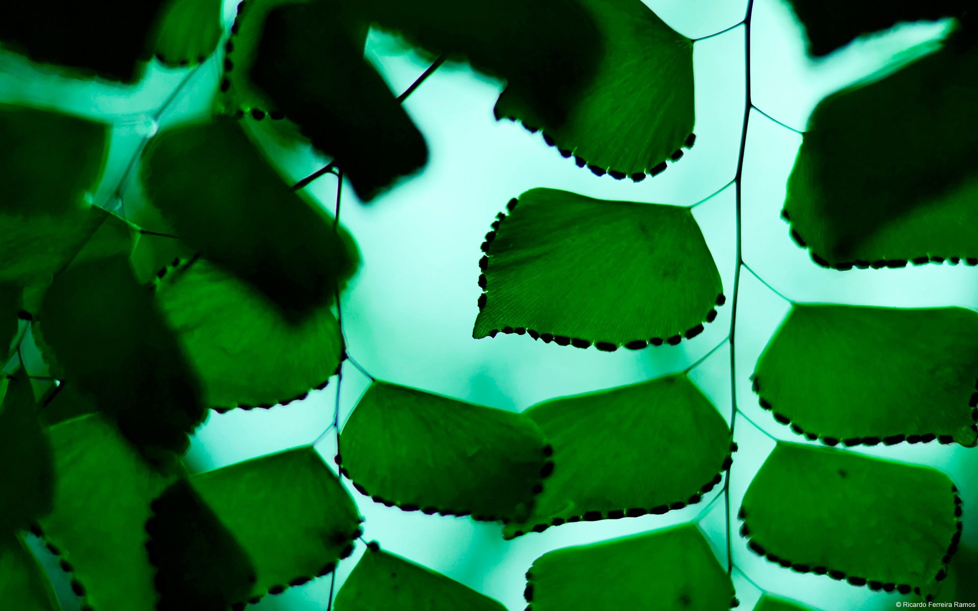 green color, thorn, nature, day, plant, indoors, leaf, theme, maidenhair, repetition, plant part, pattern, 1080P, fern, selective focus, beauty in nature, HD Wallpaper