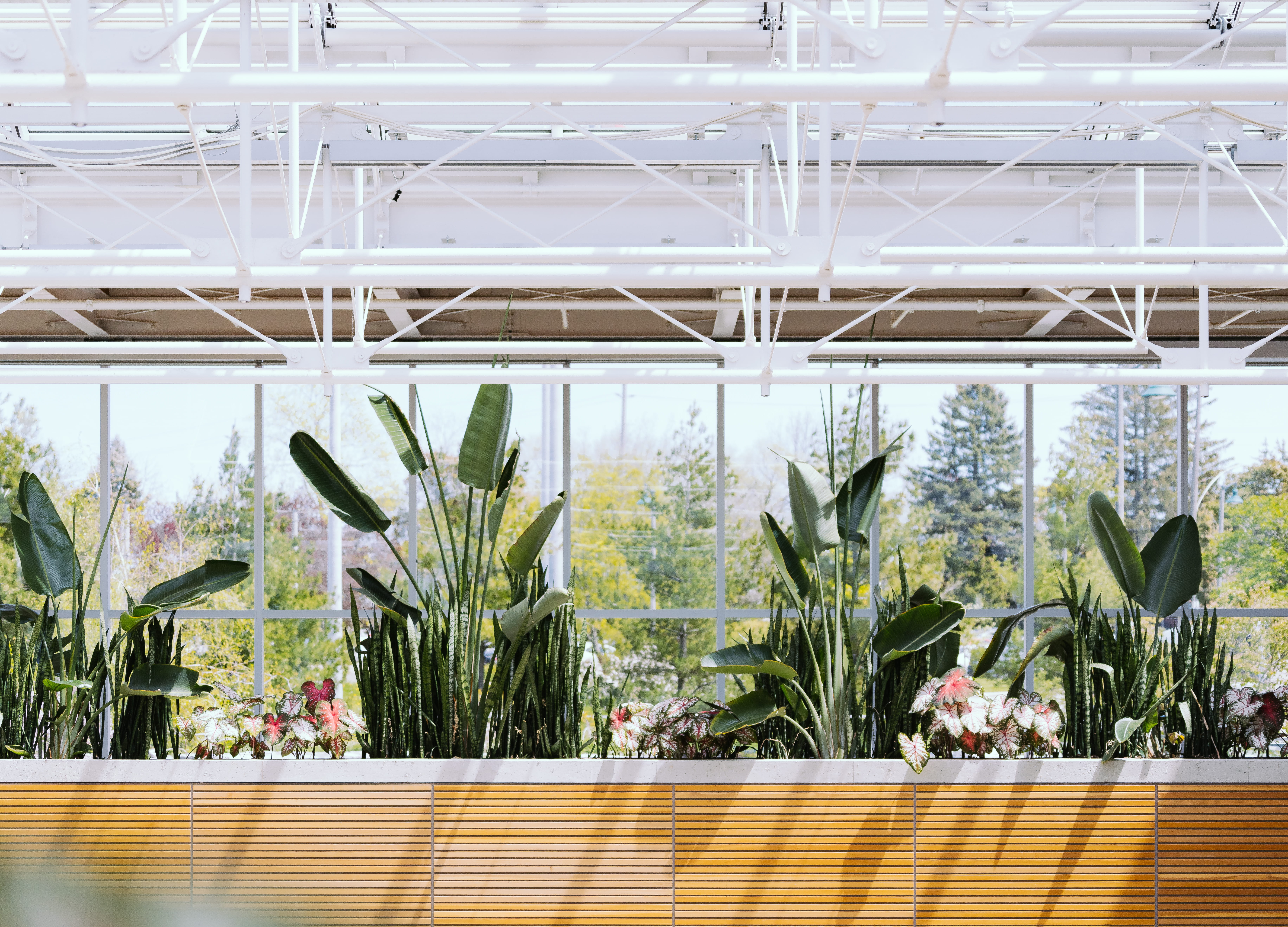 outdoor, no people, building structure, nature, day, greenhouse, photo, big leaf, green, potted plant, big leafe, modern, wall, plants, architectural, built structure, HD Wallpaper