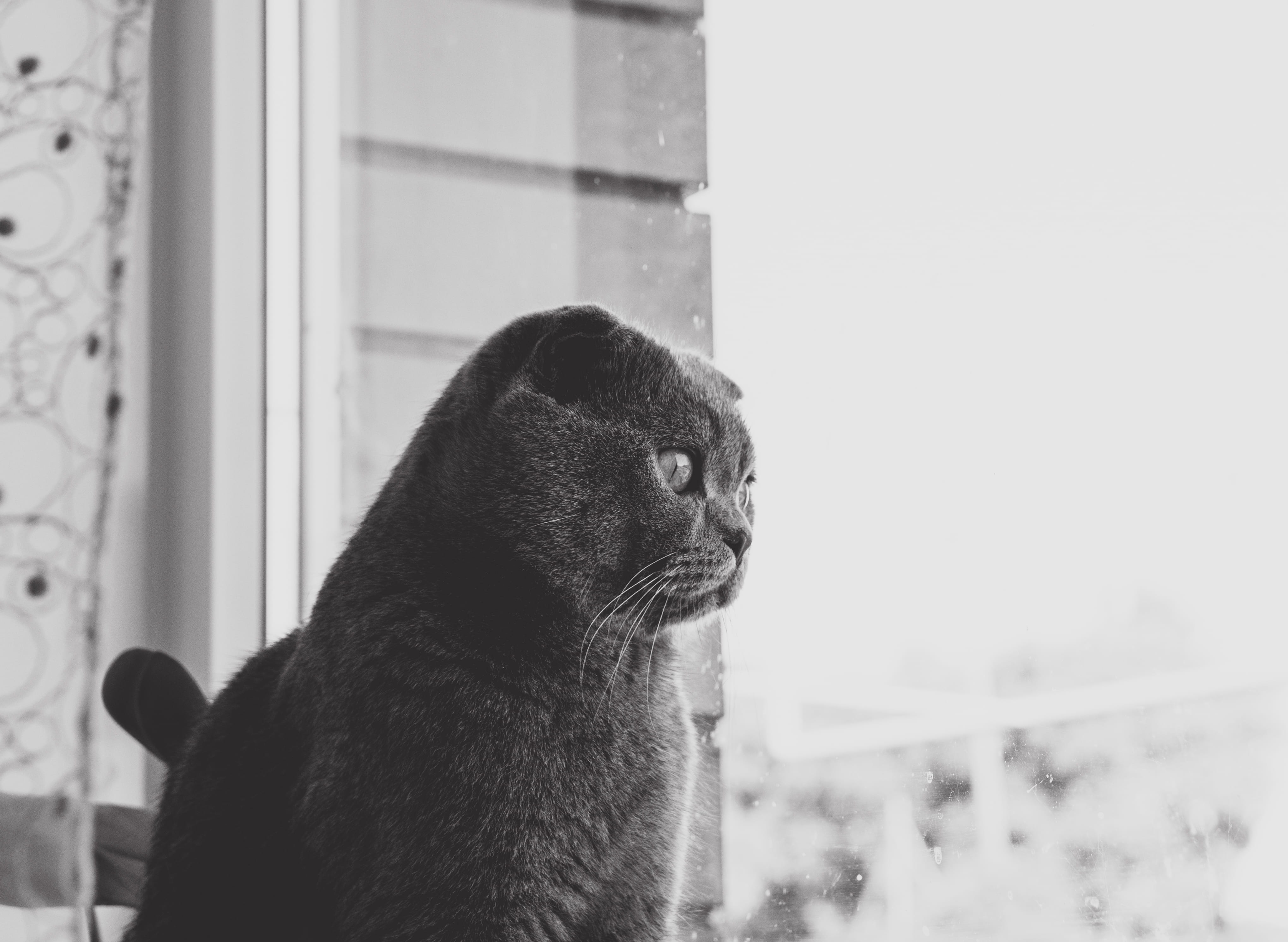 grayscale, near, pets, vertebrate, feline, mammal, beautiful cat, 4K, looking, animal head, focus on foreground, breed cat, animal themes, photography, HD Wallpaper