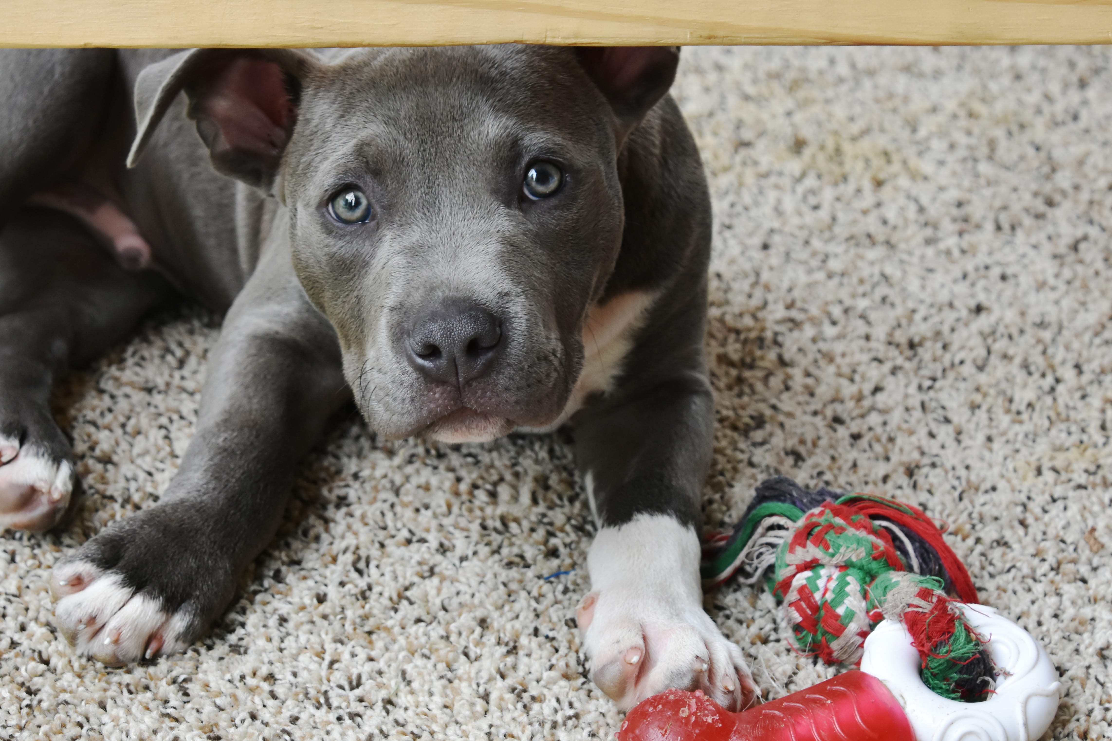 relaxation, vertebrate, no people, young animal, animal body part, blue, domestic animals, looking at camera, terrier, puppy, bull, mammal, canine, land, HD Wallpaper