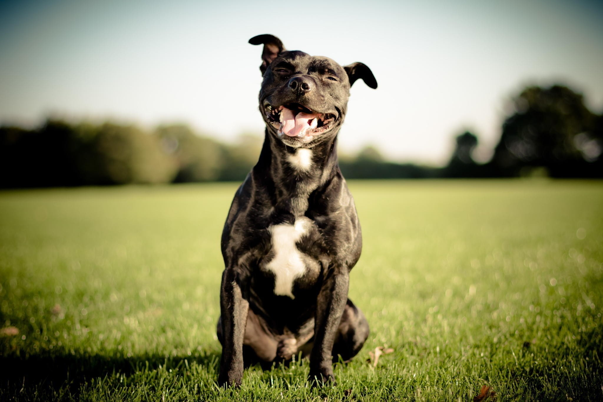 nature, pit bull, animal, portrait, grass, outdoors, animals, field, domestic, full length, one animal, animal themes, domestic animals, looking, day, sitting, HD Wallpaper