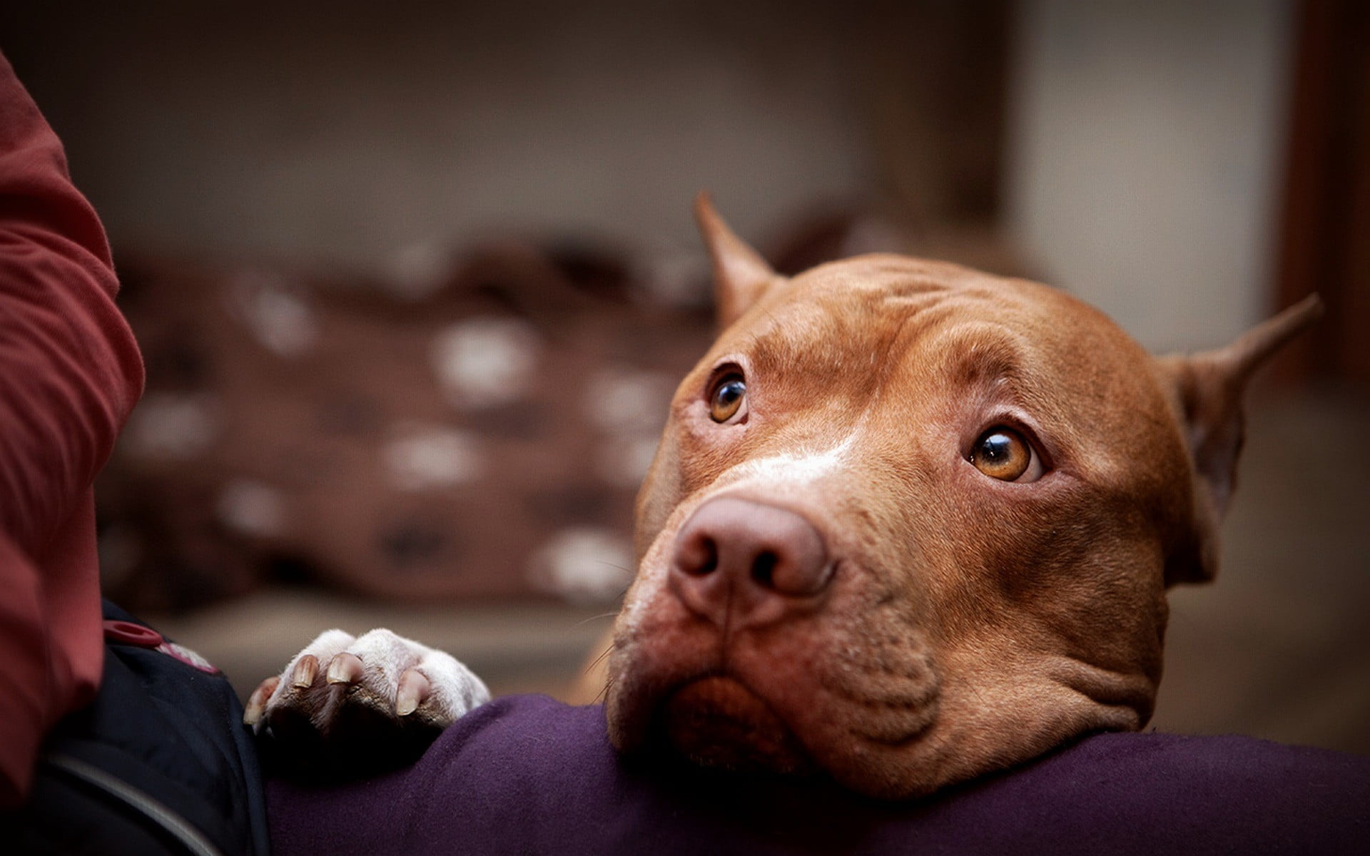 close-up, pets, people, bull, looking at camera, pet owner, one animal, portrait, pit, brown, american, relaxation, mammal, domestic, domestic animals, HD Wallpaper