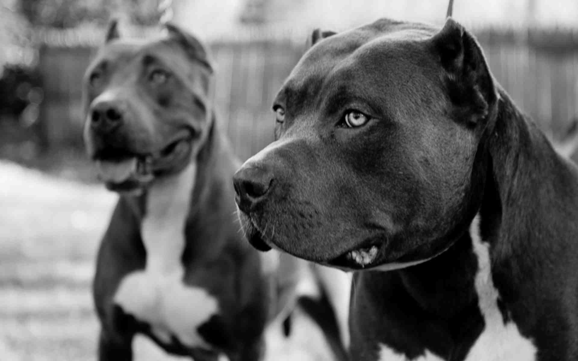 animal themes, animal head, close-up, canine, no people, pit bull dog, domestic animals, domestic, looking, day, looking away, snout, group of animals, HD Wallpaper