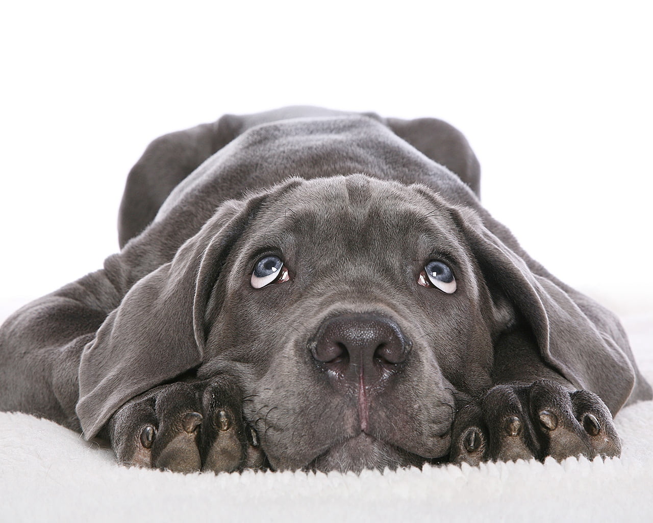 relaxation, white, animal themes, friendship, mammal, one Animal, resting, puppy, indoors, white background, lying Down, fur, blue, domestic Animals, labrador Retriever, HD Wallpaper