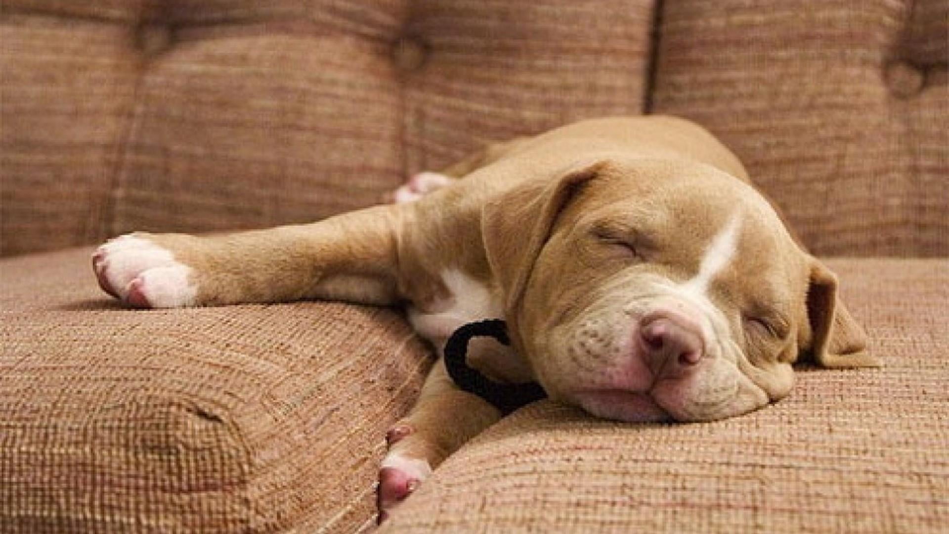 one animal, canine, animal head, domestic, indoors, furniture, mammal, pitbull, doggy, selective focus, dog, puppy, animal themes, doggie, domestic animals, HD Wallpaper