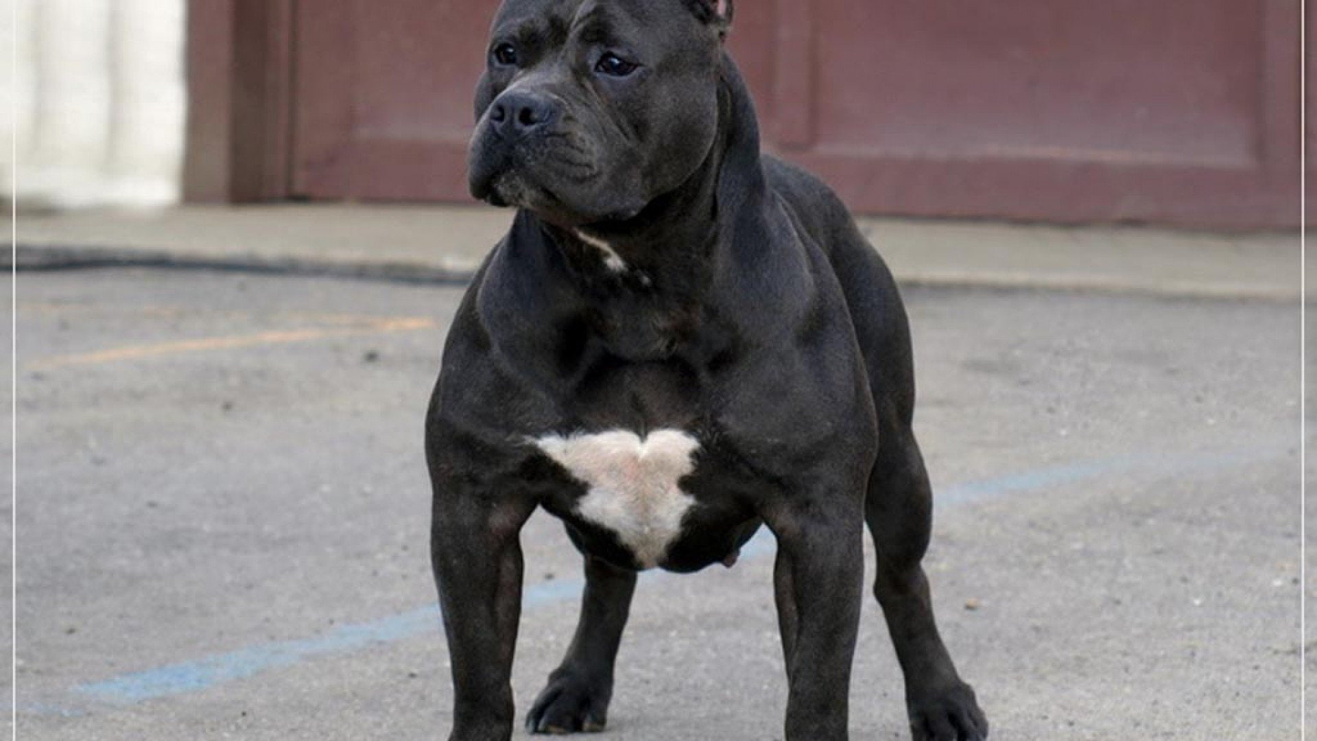 dog, pit, american, terrier, bull, 1080P, HD Wallpaper