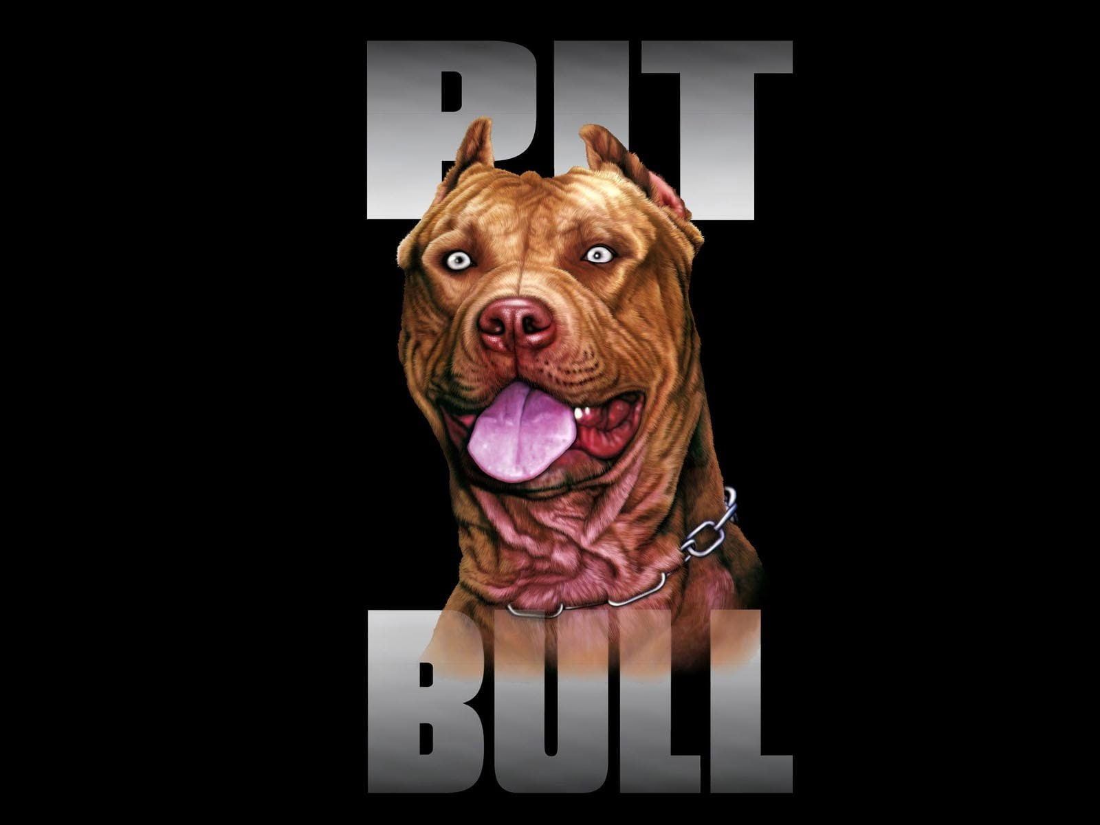 pit, terrier, dog, bull, 720P, american, HD Wallpaper