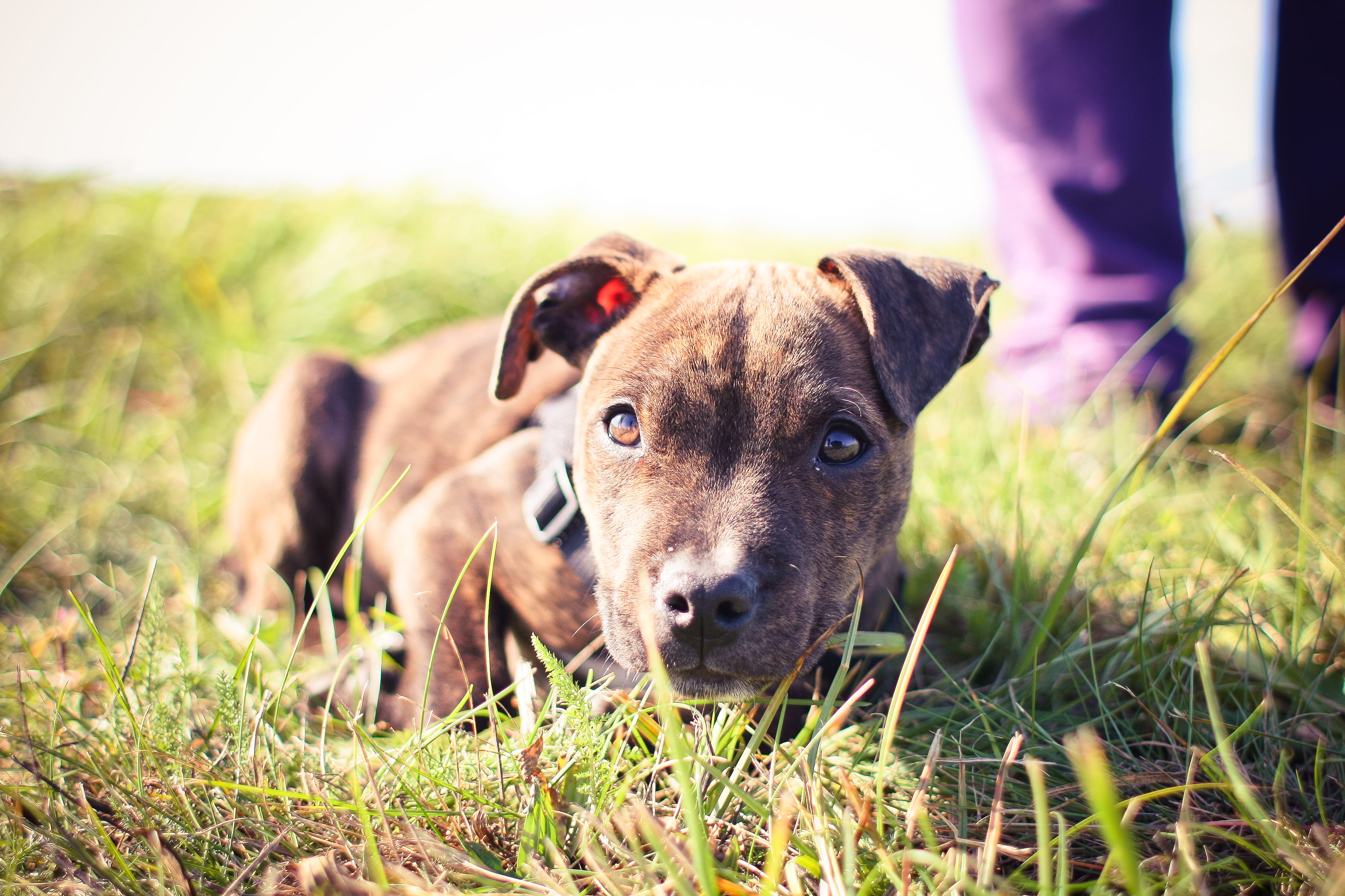pets, animal, looking, coursing, day, animals, amstaff, domestic Animals, terrier, no people, outdoors, plant, domestic, looking at camera, one animal, HD Wallpaper