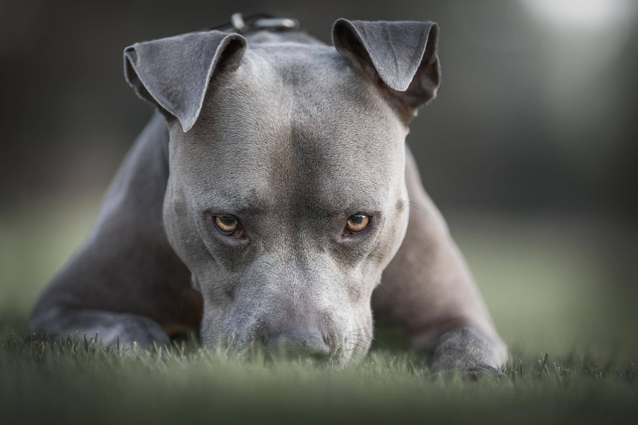 grass, dog, face, Pit bull, 1080P, look, American pit bull Terrier, HD Wallpaper