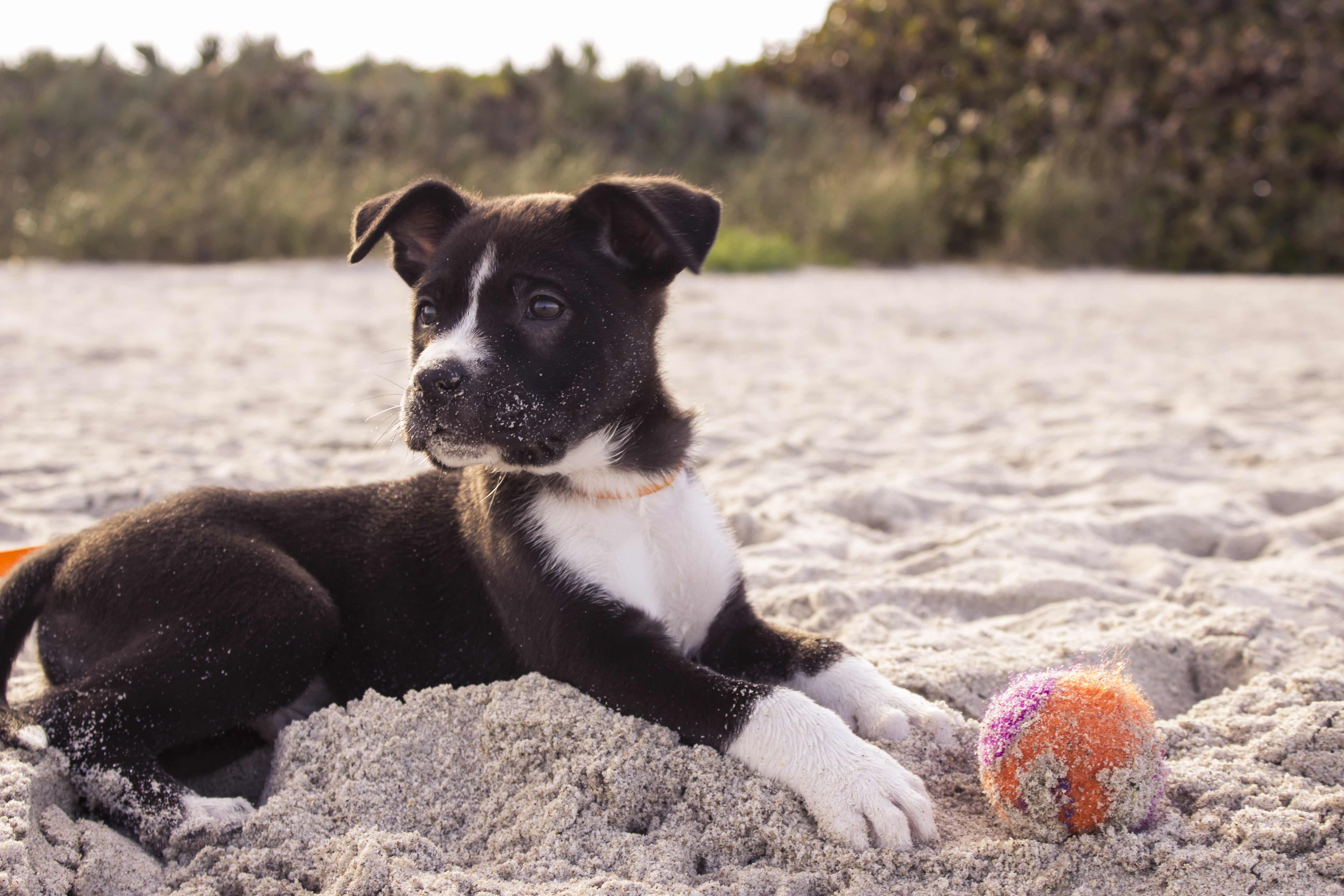 american, white, pet, gray, no people, beach, canine, domestic, domestic animals, 5K, nature, outdoors, playing, terrier, sand, bull, vertebrate, focus on foreground, HD Wallpaper