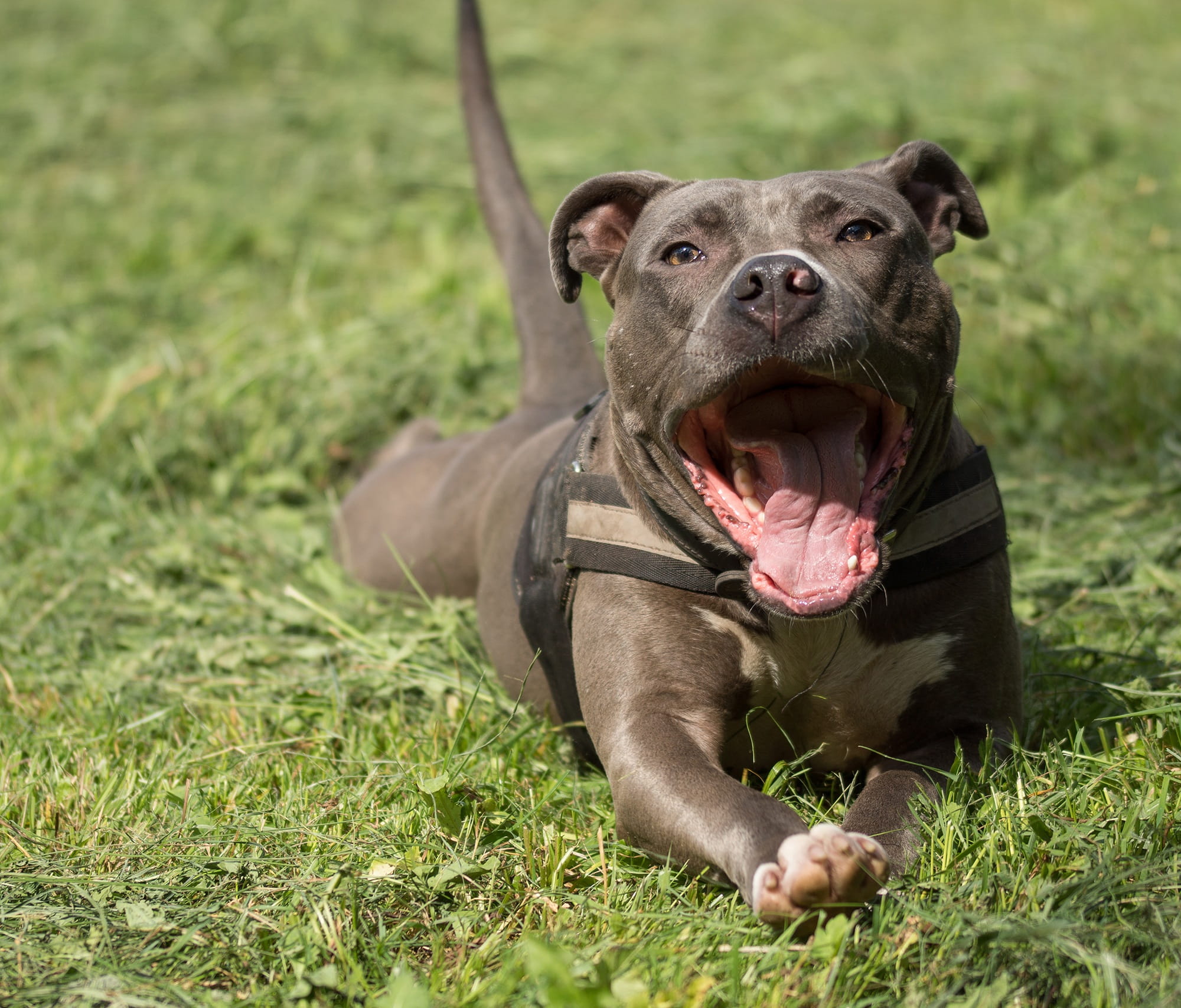 snout, yawn, foot, animal mouth, american staffordshire, plant, purebred Dog, grass, domestic, facial expression, nature, field, 1080P, meadow, staffordshire, HD Wallpaper