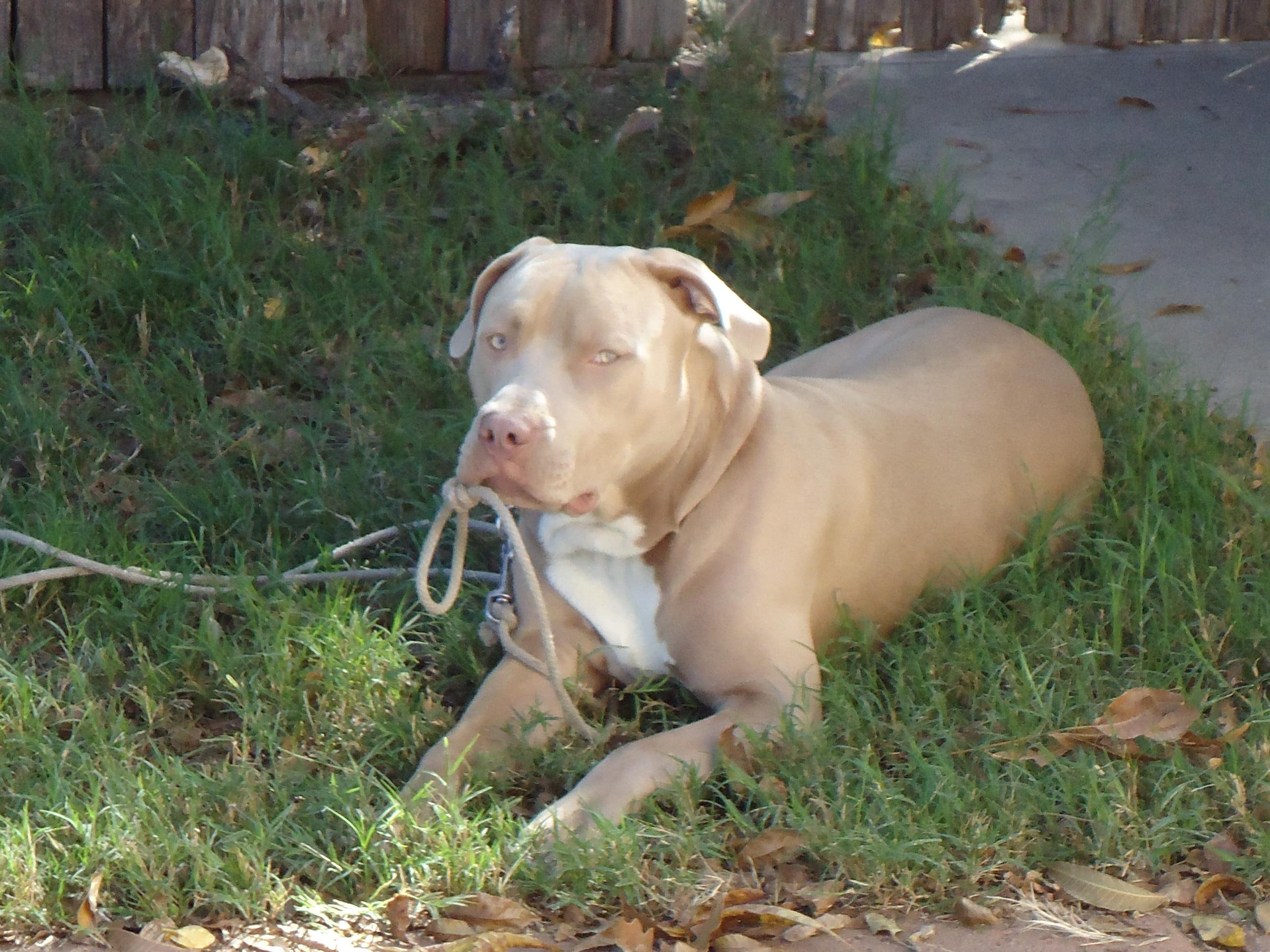 pit-bull, animals, feared, 2K, bud, HD Wallpaper