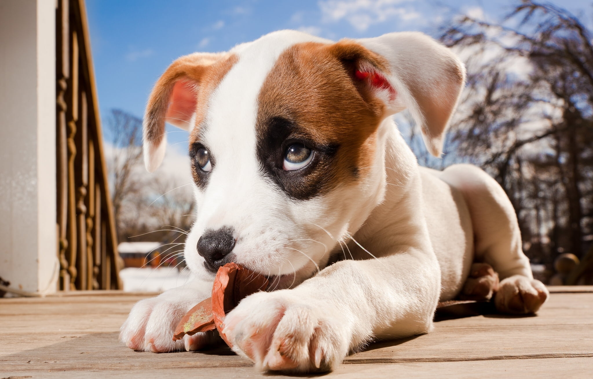 domestic, focus on foreground, friendship, dog, wood - Material, outdoors, pit bull, purebred Dog, pitbull boxer mix, domestic Animals, vertebrate, playful, HD Wallpaper