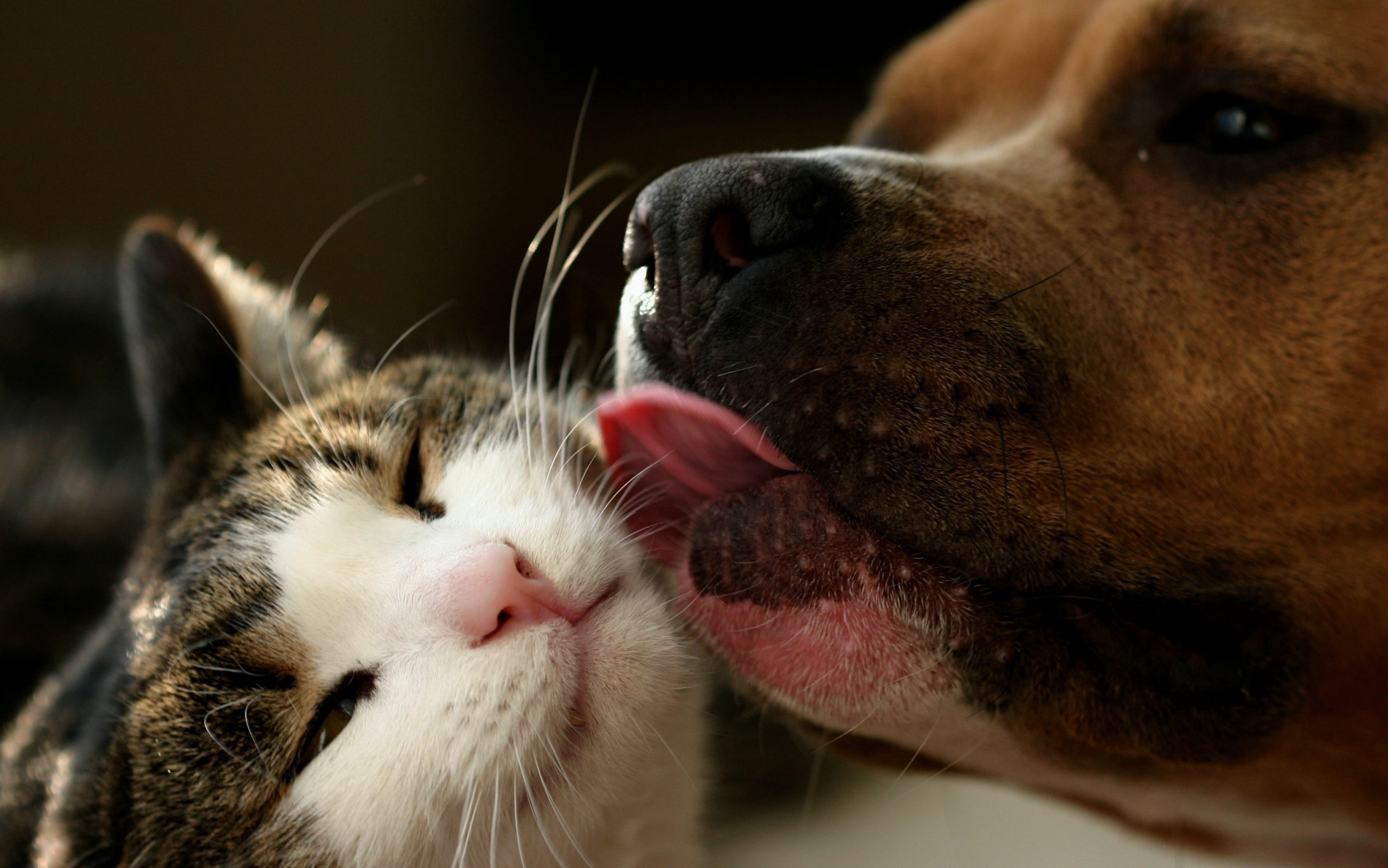 eyes closed, sitting, focus on foreground, animal mouth, brown, cute, sleeping, tan, portrait, lying Down, terrier, bull, tabby, vertebrate, domestic, animal Nose, HD Wallpaper
