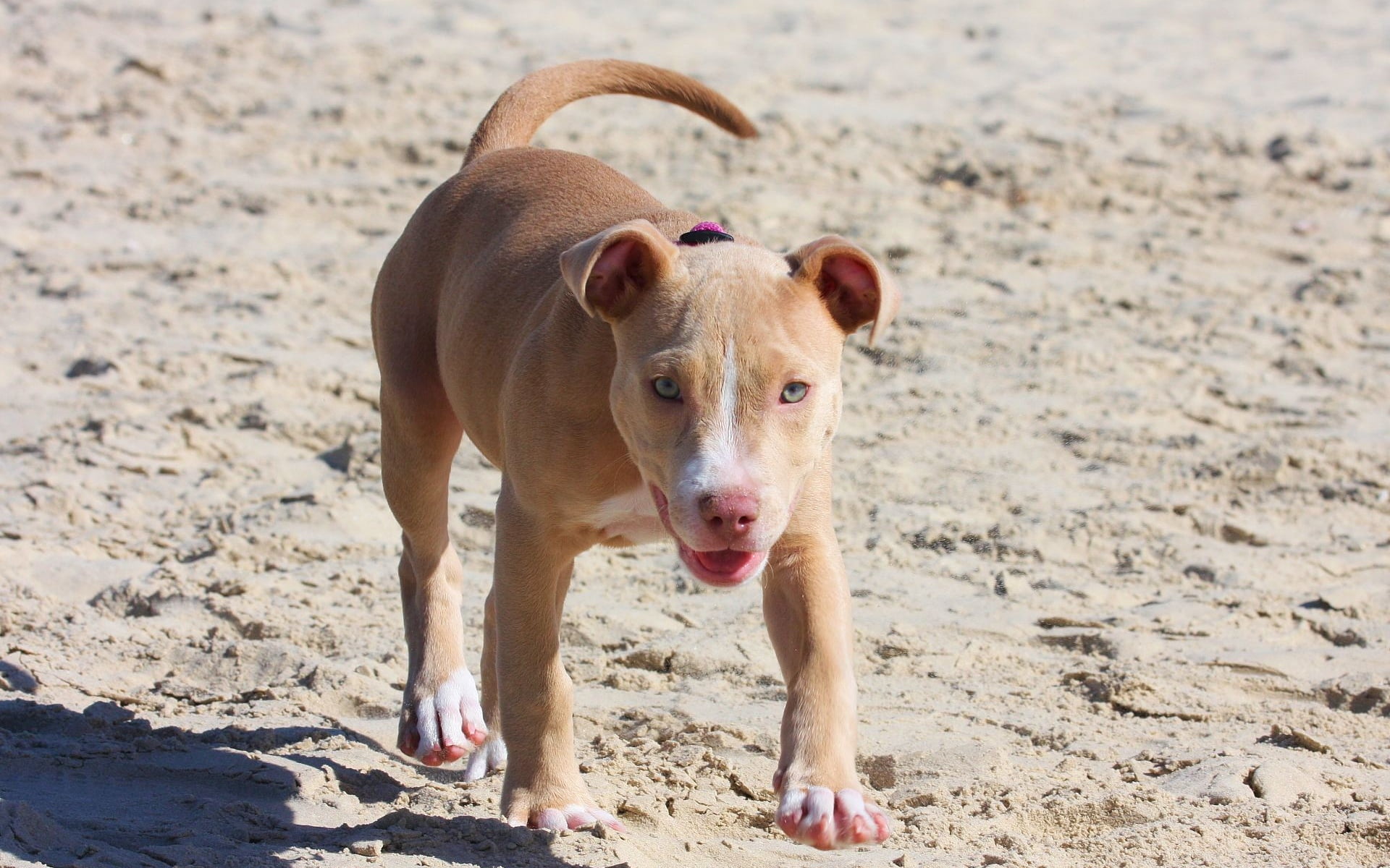 day, pitbull, running, small, sand, domestic Animals, friendship, american, animal themes, nature, beach, canine, focus on foreground, young Animal, looking, HD Wallpaper