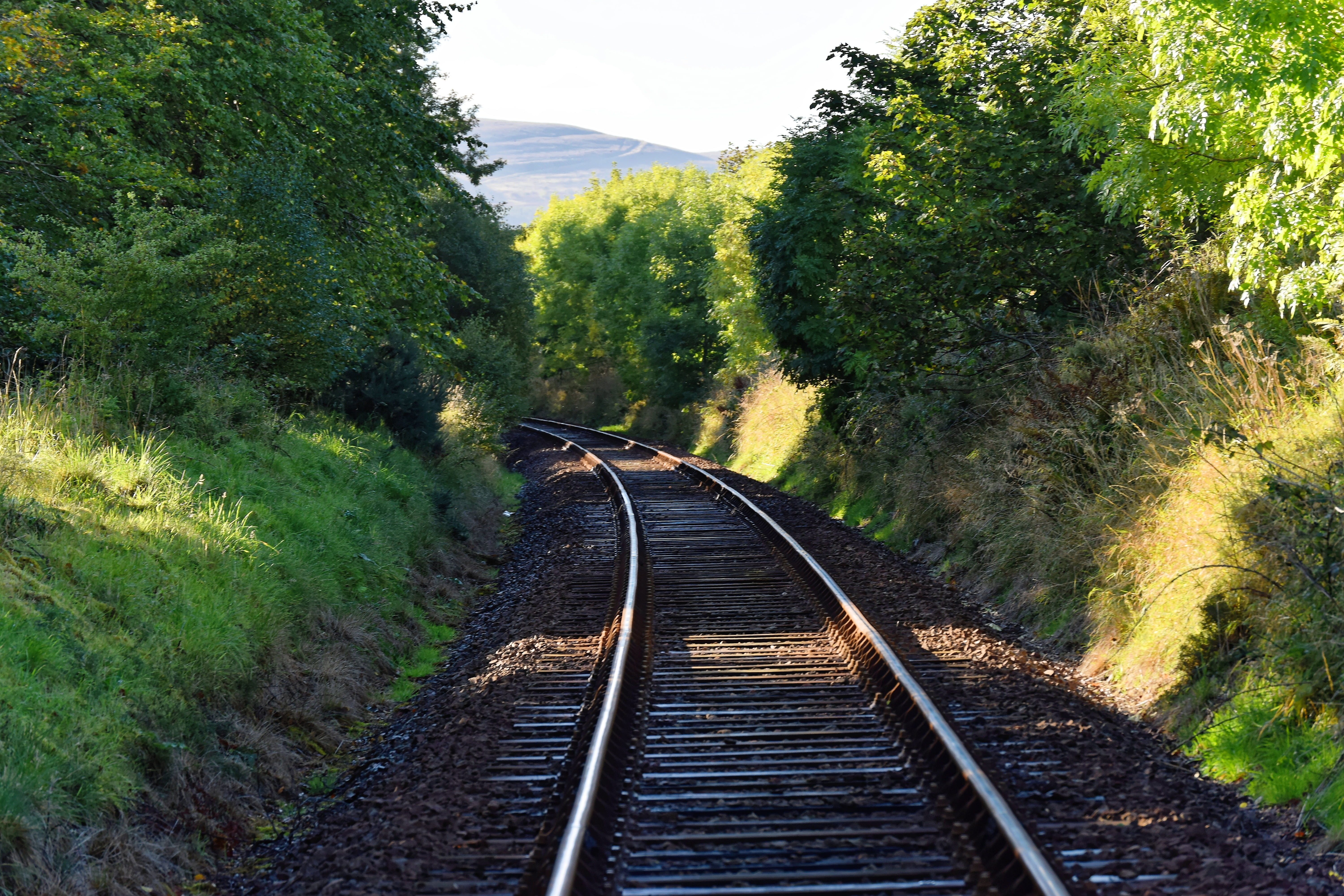 grass, growth, no people, the way forward, trees, railroad Track, vanishing point, transport, perspective, travel, outdoor, tree, train, line, green color, HD Wallpaper