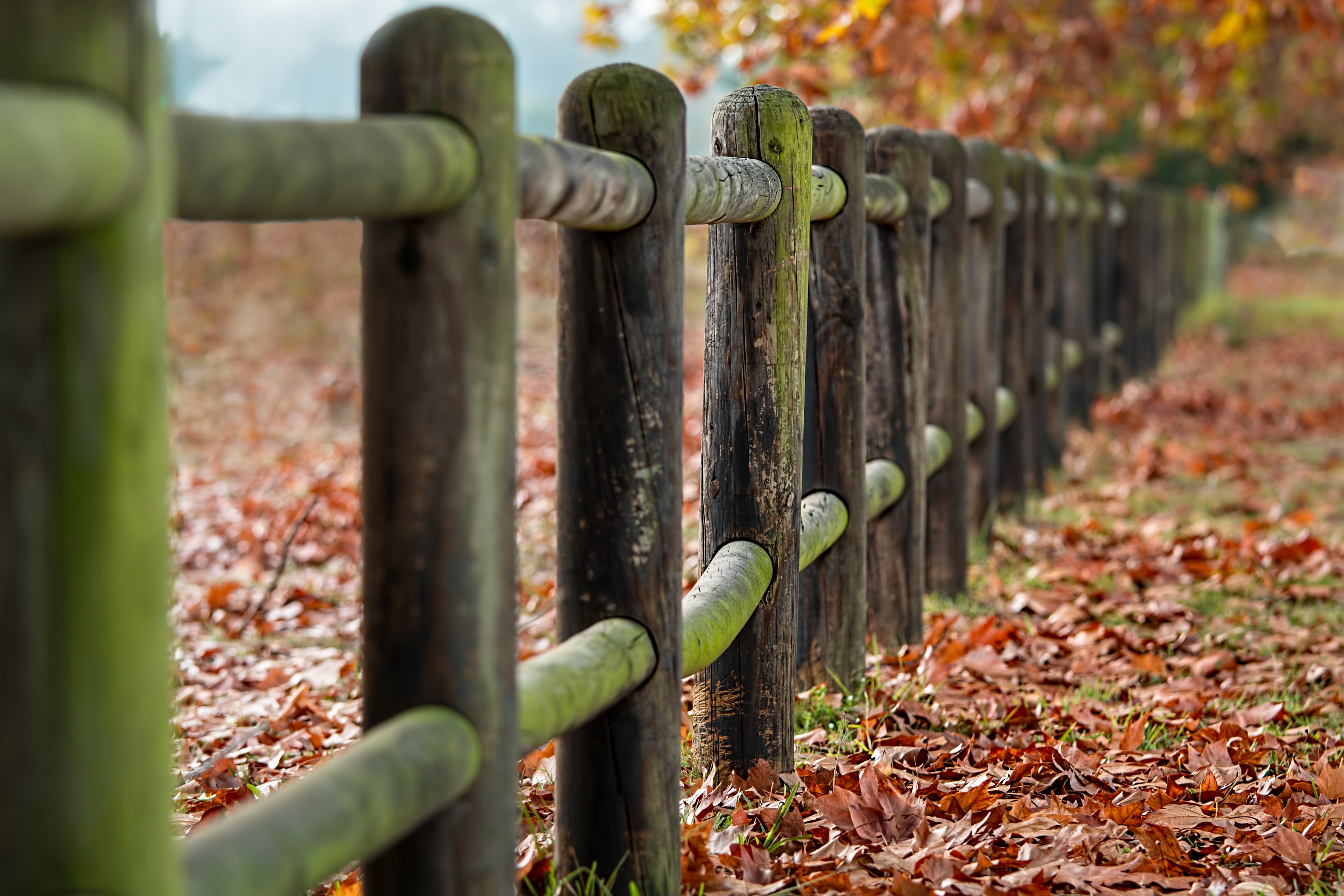 rustic, plant, outdoor, leaf, selective focus, leaves, season, fence, security, war, seasonal, photography, metal, no people, scene, field, fence posts, HD Wallpaper