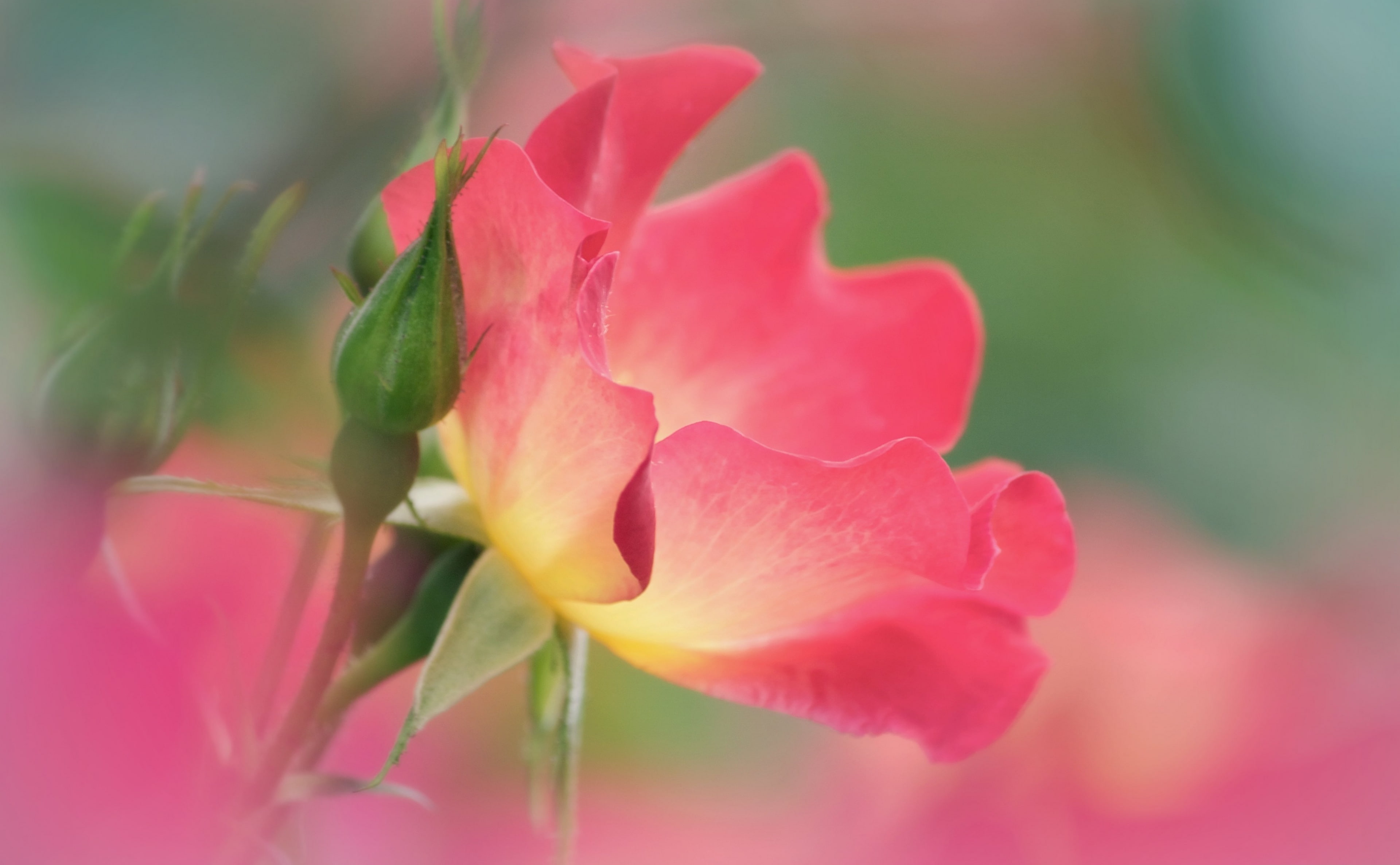 outdoors, saying, Beautiful, regrets, growth, Japan, Flower, day, selective focus, Aero, flowering plant, plant part, 4K, takaoka, nature, fragility, ever, HD Wallpaper